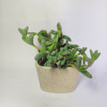corpuscularia Lehmannii