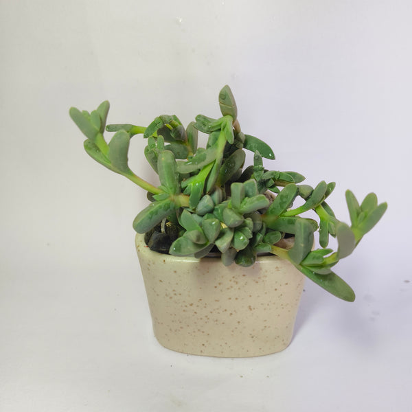 corpuscularia Lehmannii