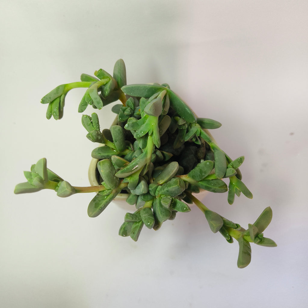 corpuscularia Lehmannii