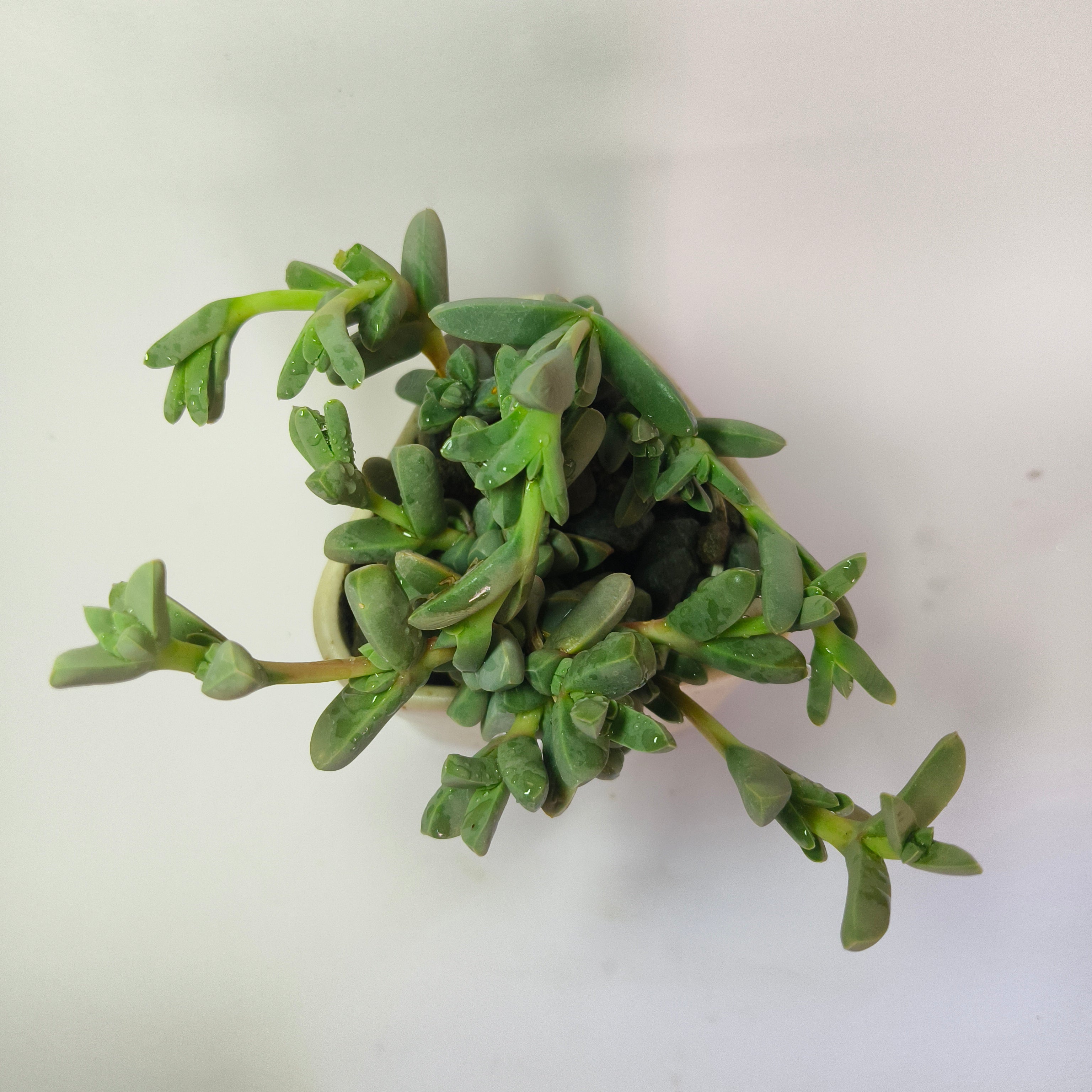 corpuscularia Lehmannii