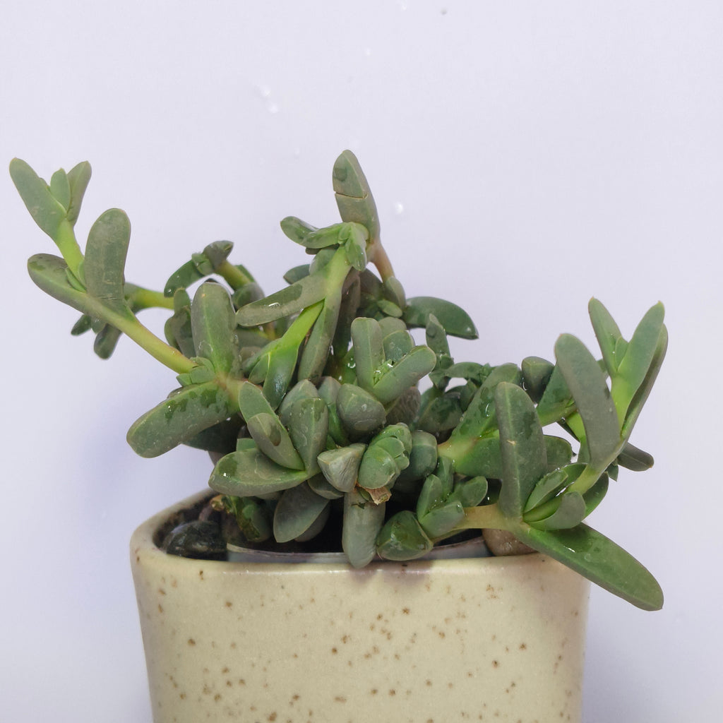 corpuscularia Lehmannii