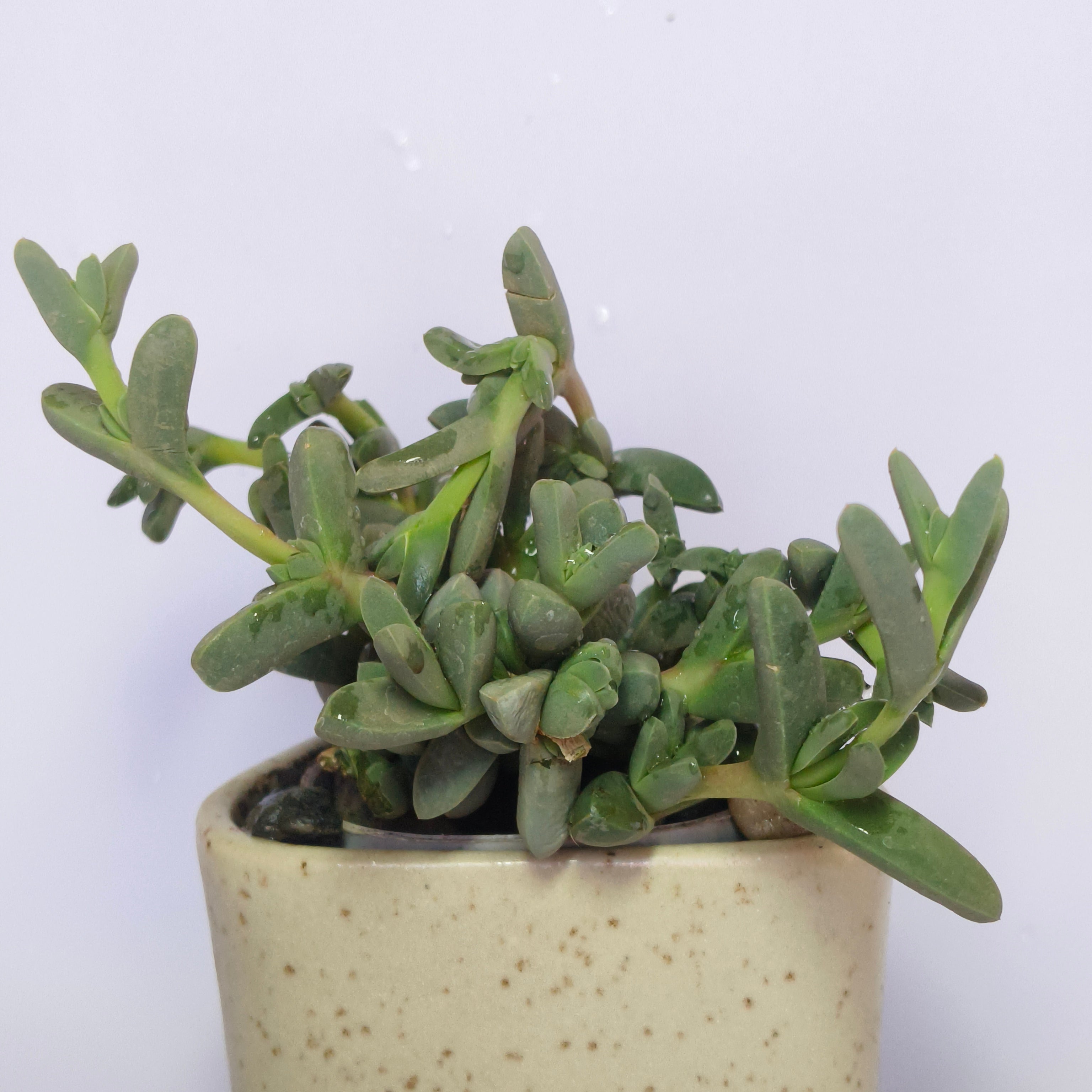 corpuscularia Lehmannii