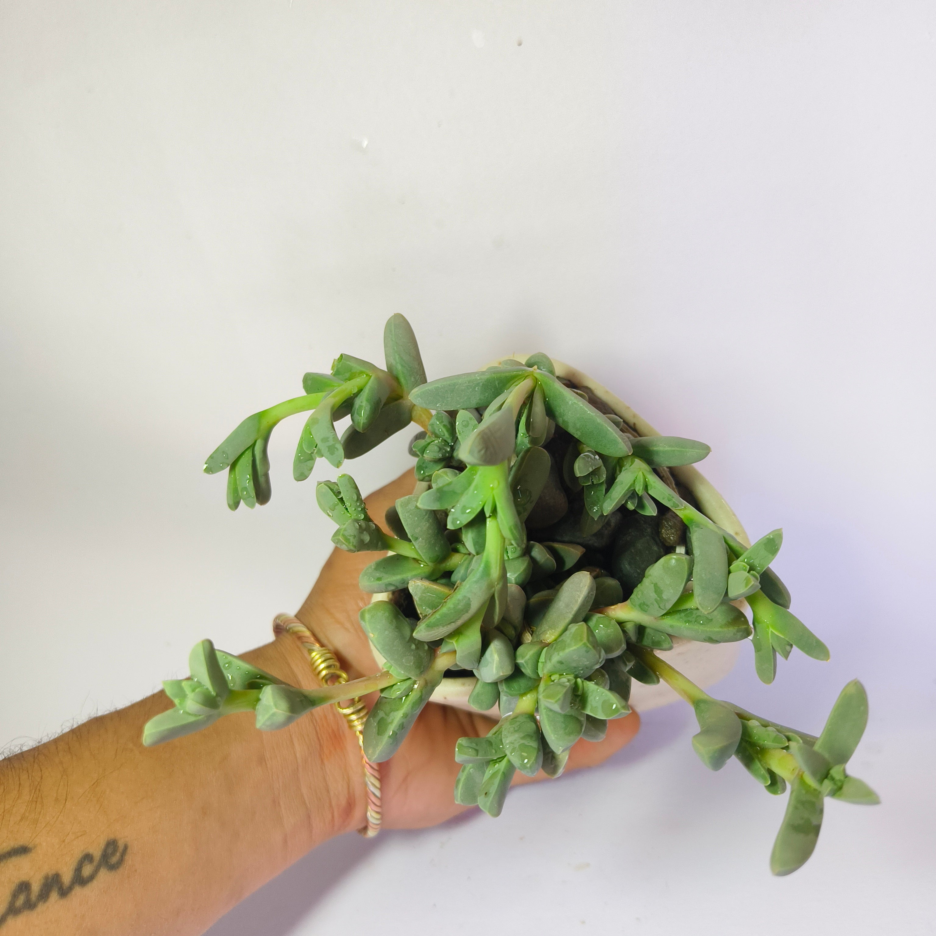 corpuscularia Lehmannii