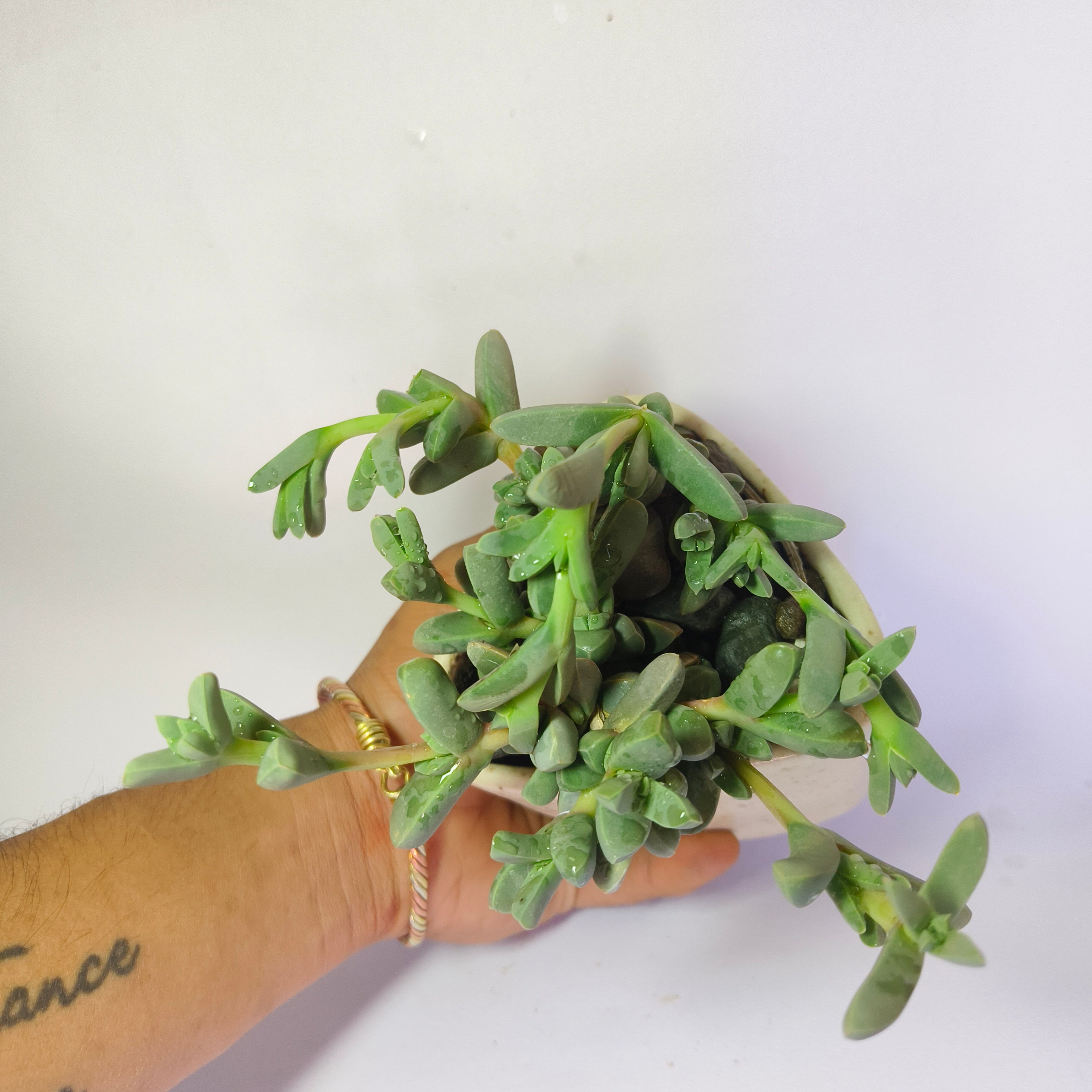 corpuscularia Lehmannii