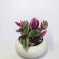 Pink wandering jew