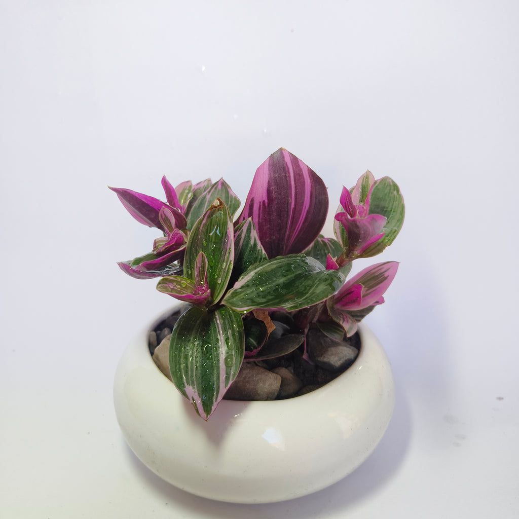 Pink wandering jew