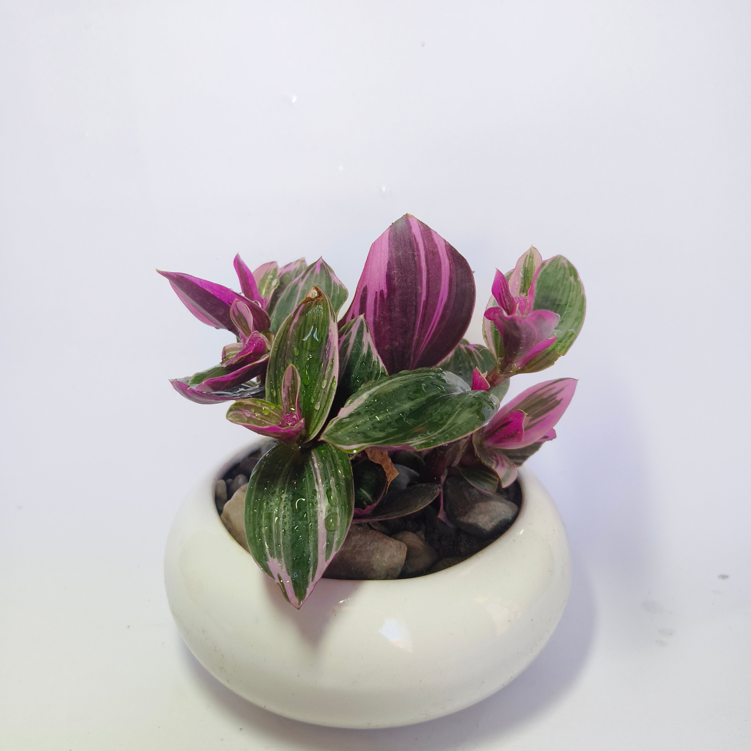 Pink wandering jew