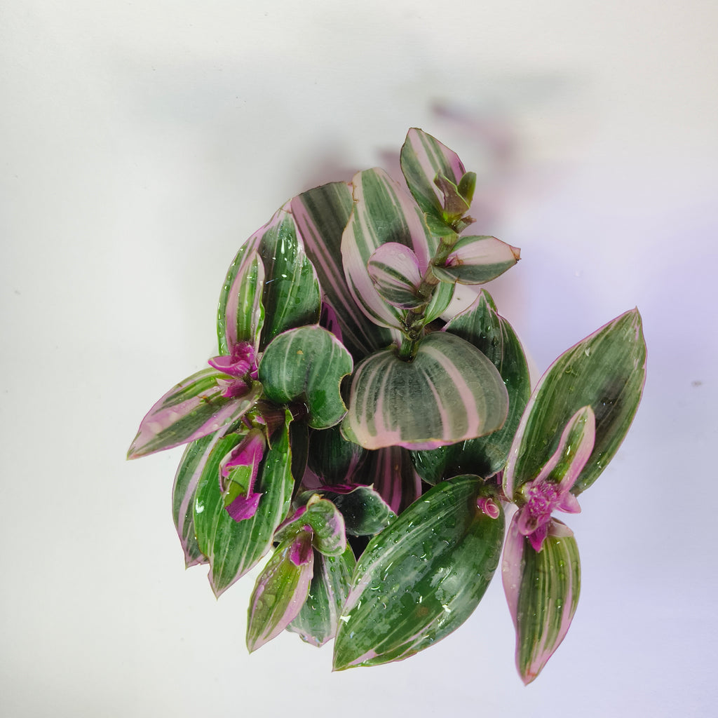 Pink wandering jew