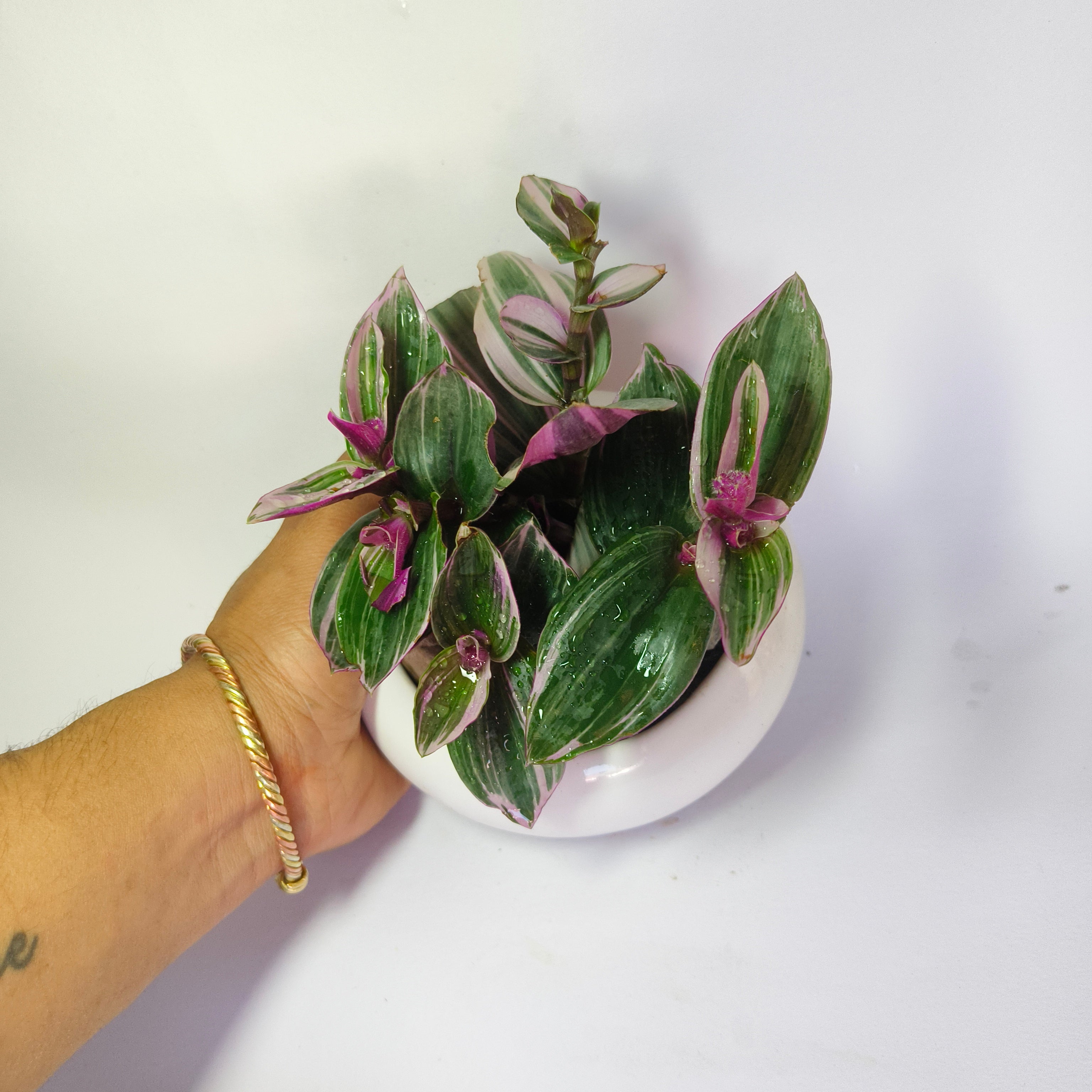 Pink wandering jew