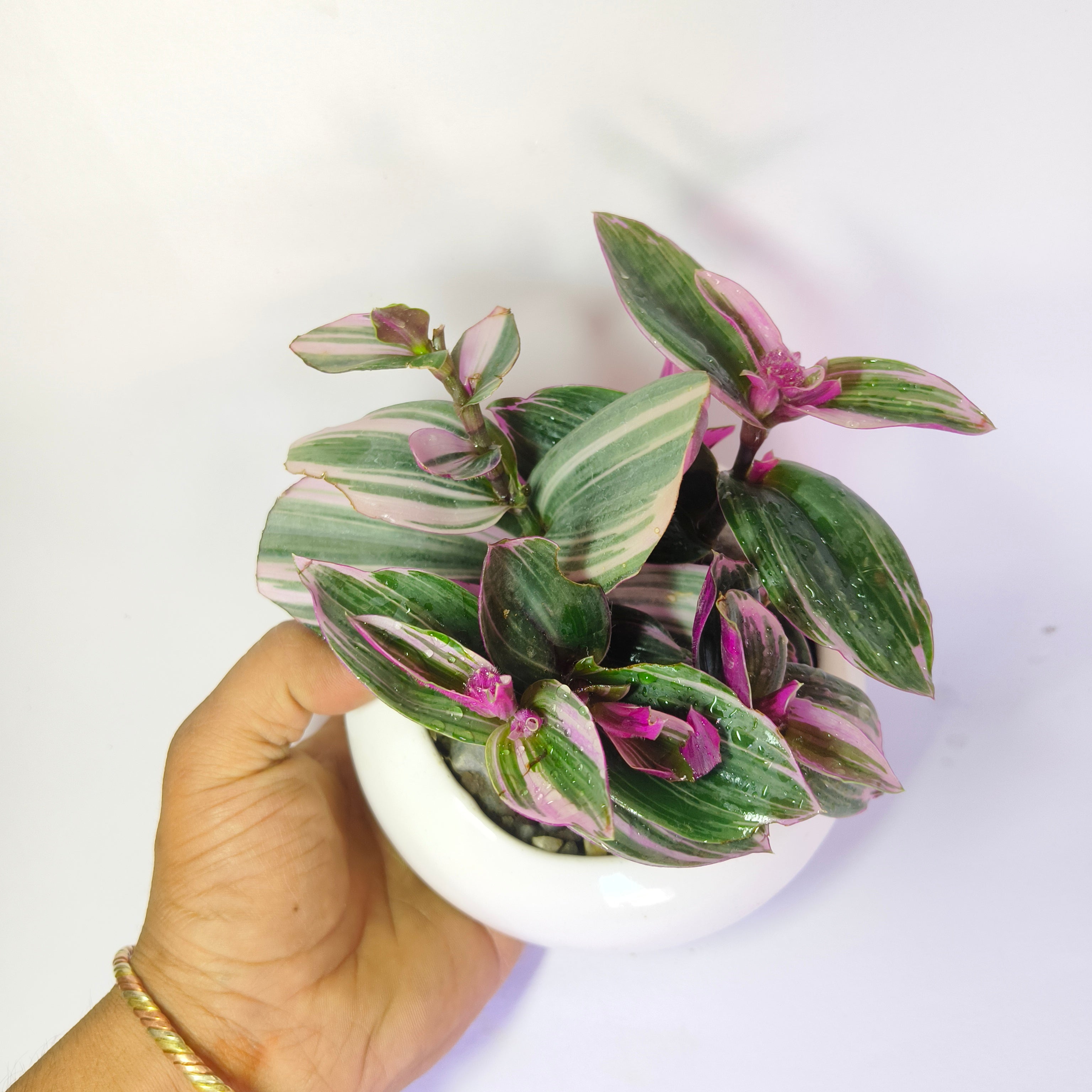 Pink wandering jew