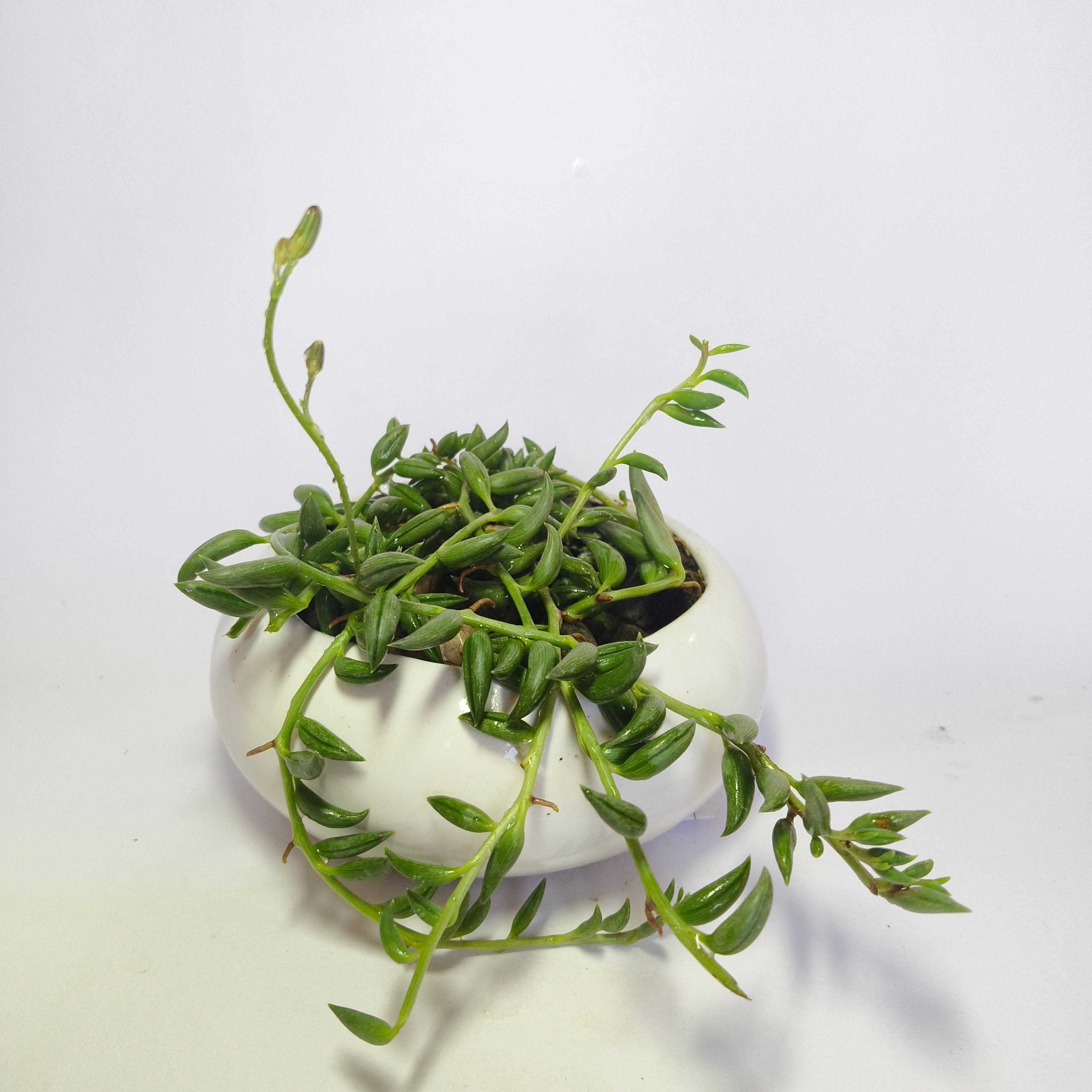 String of Bananas