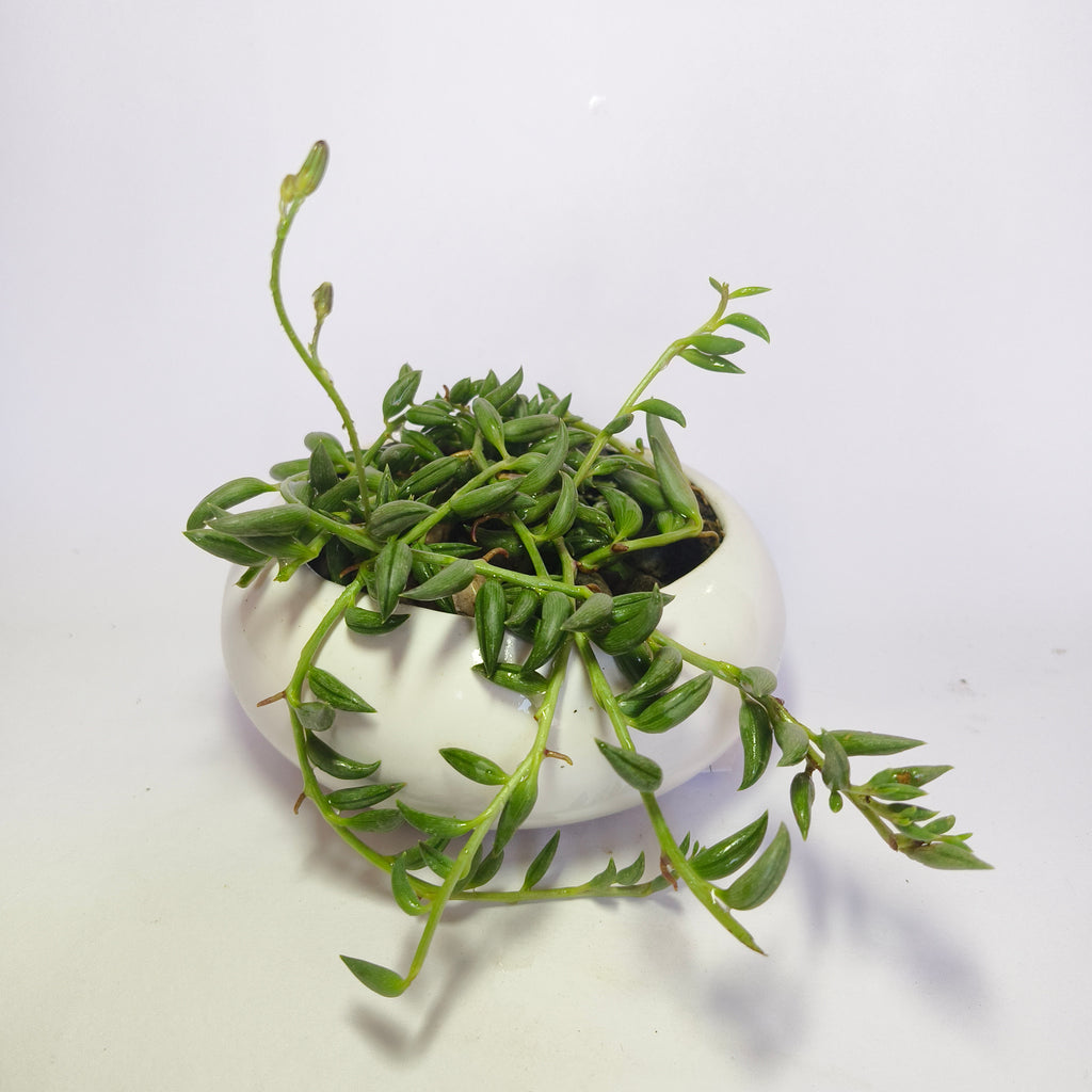 String of Bananas