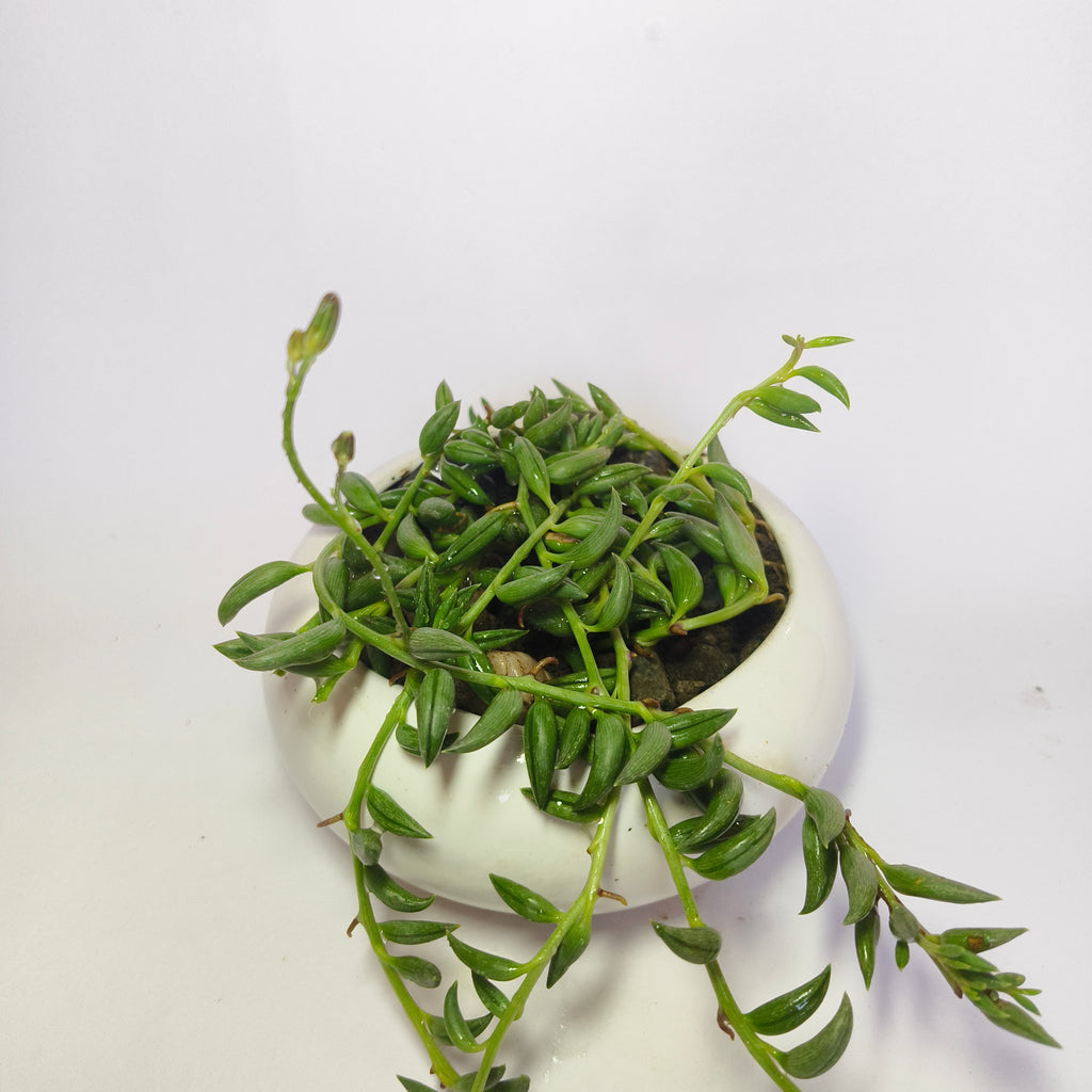 String of Bananas