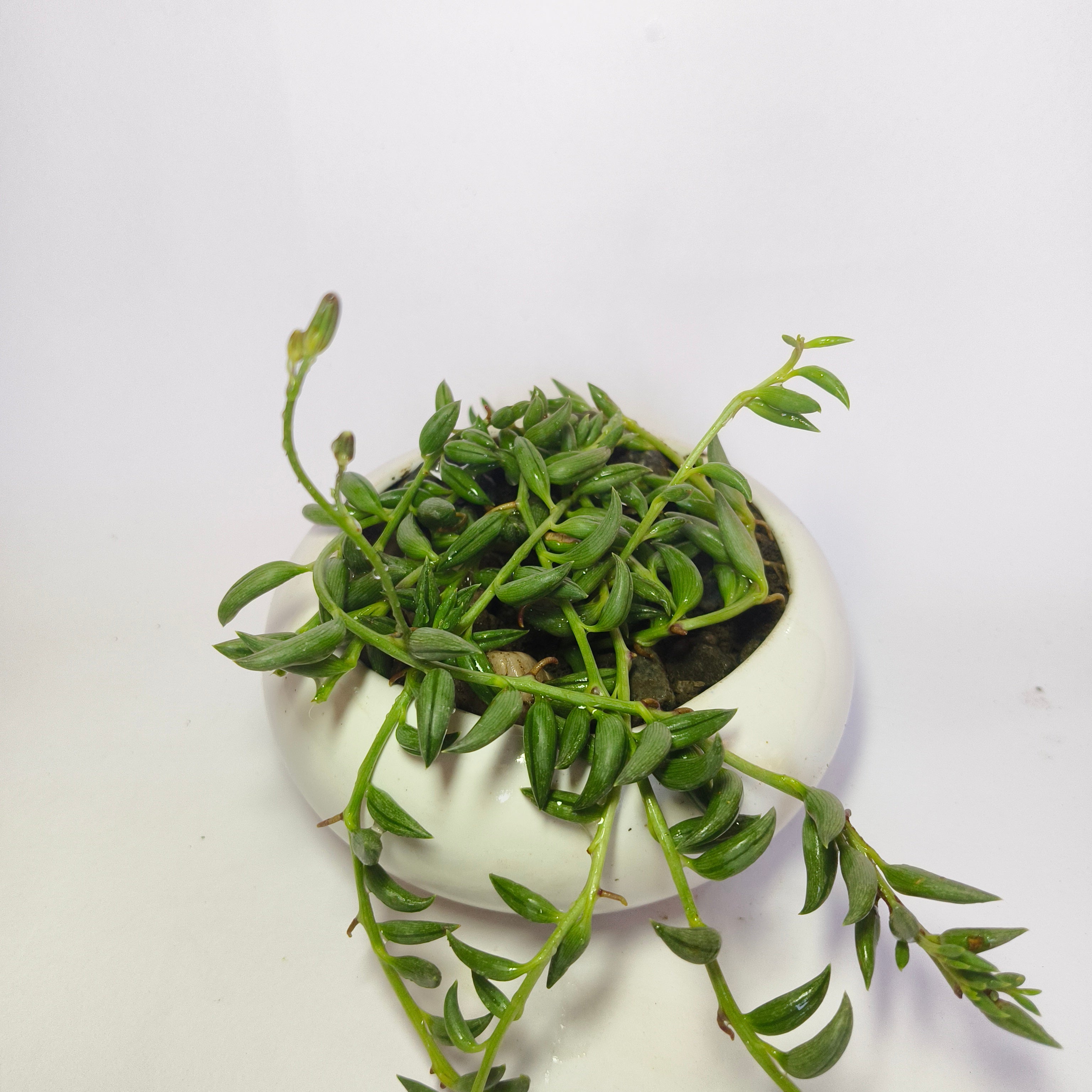 String of Bananas