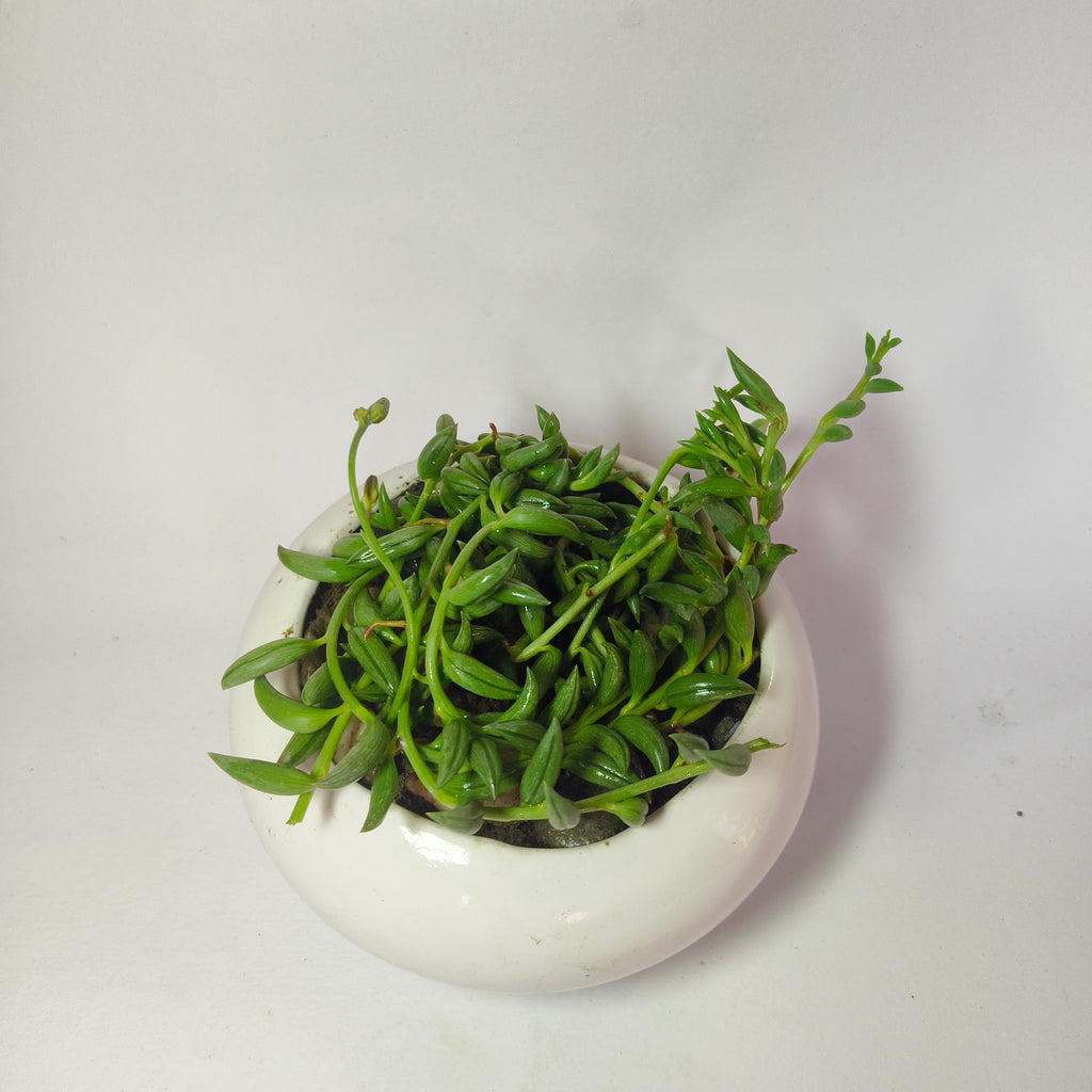 String of Bananas