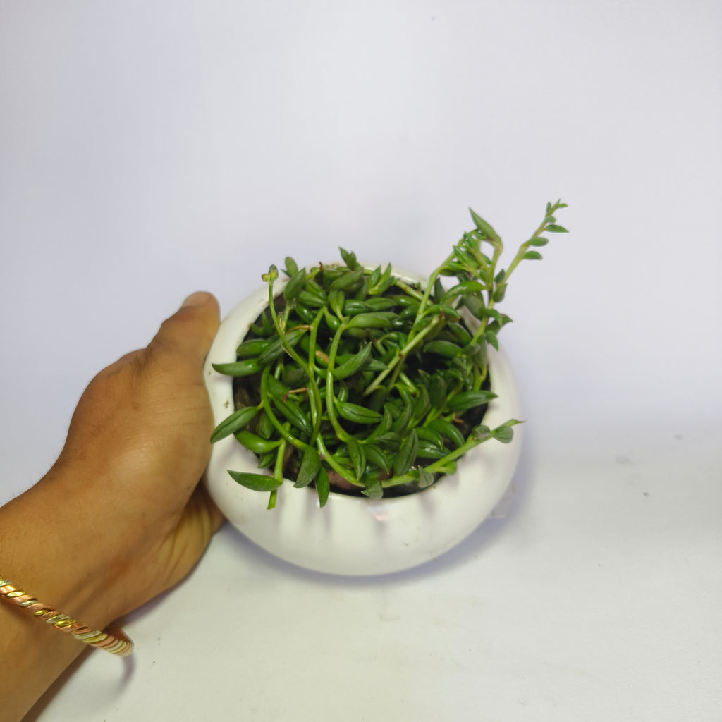 String of Bananas