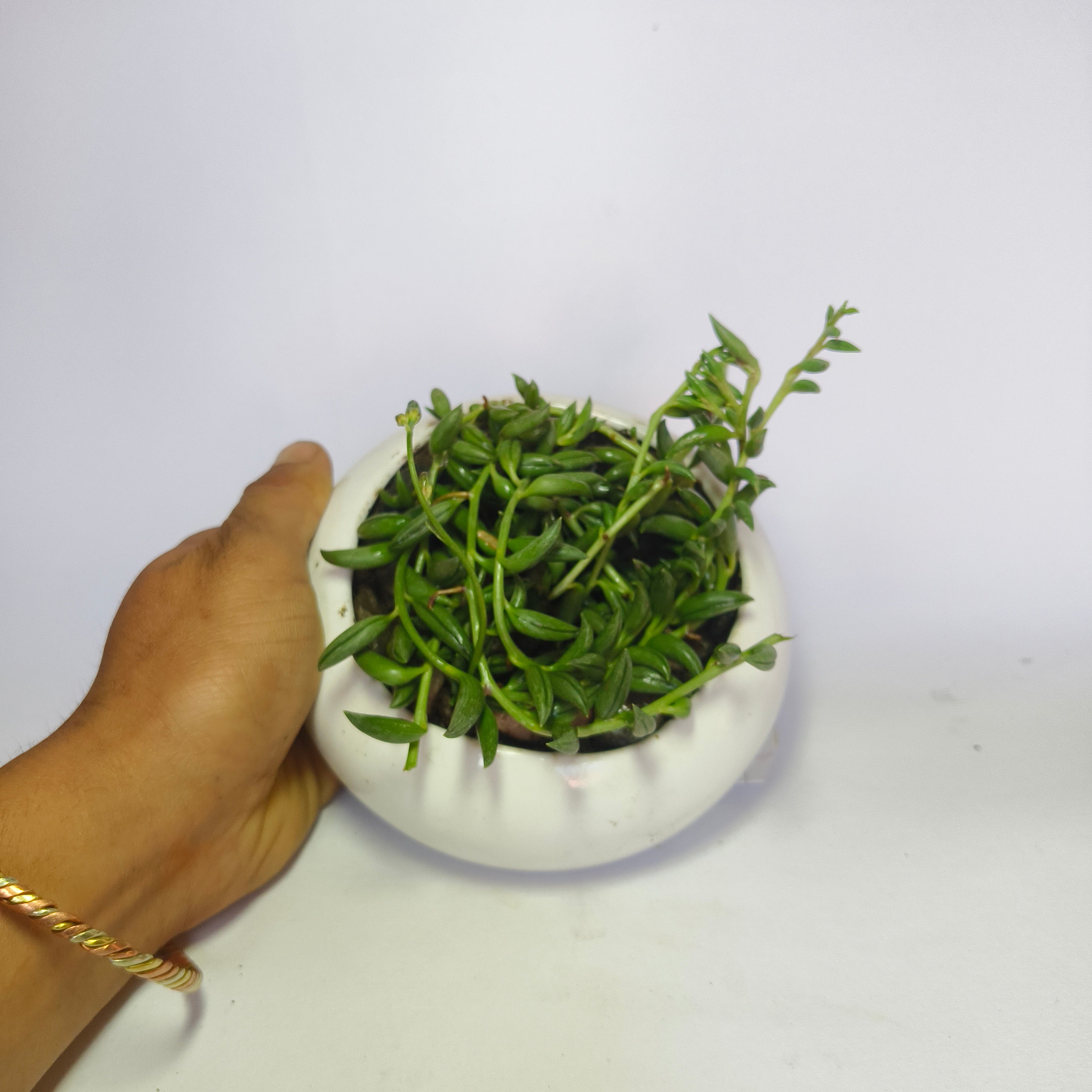 String of Bananas