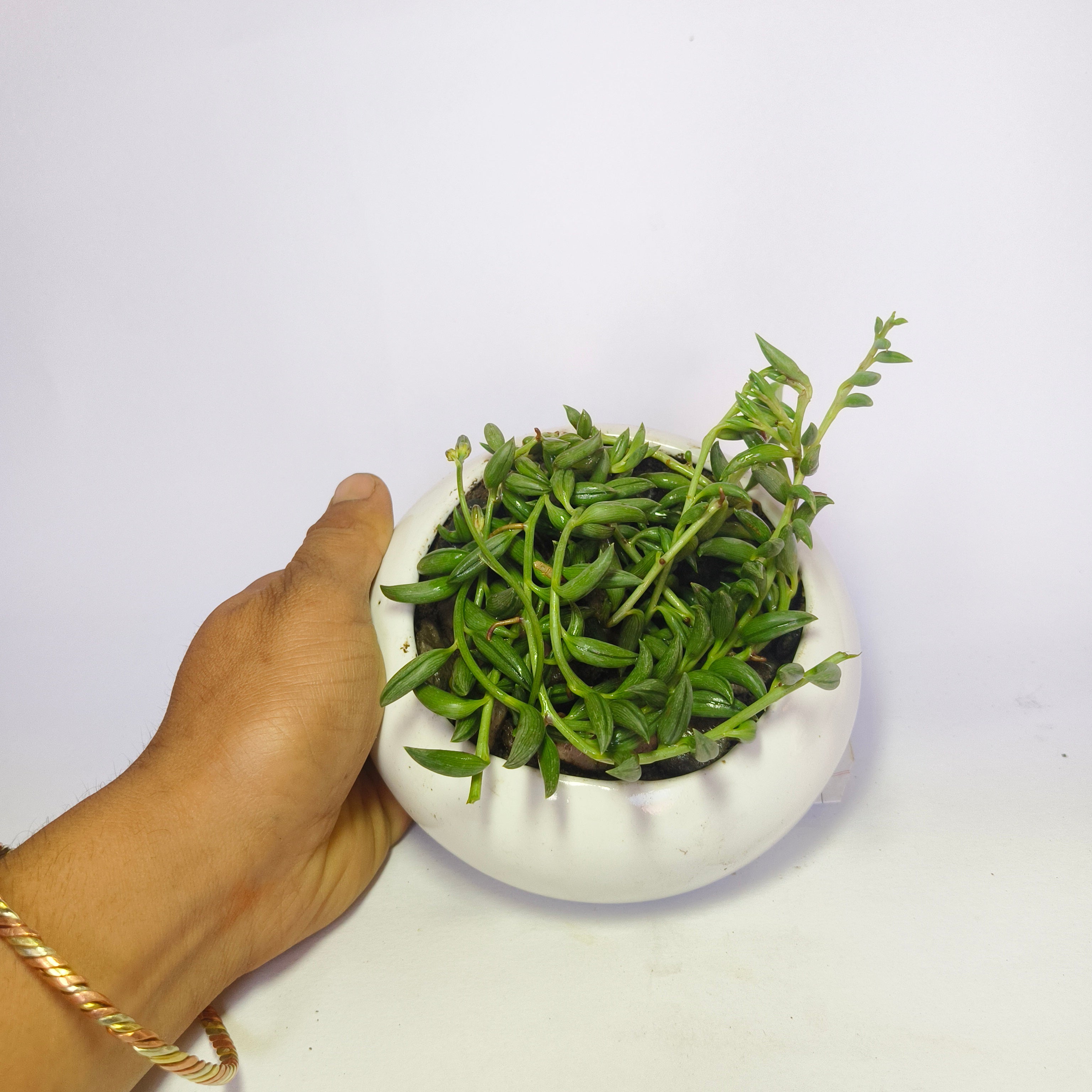 String of Bananas