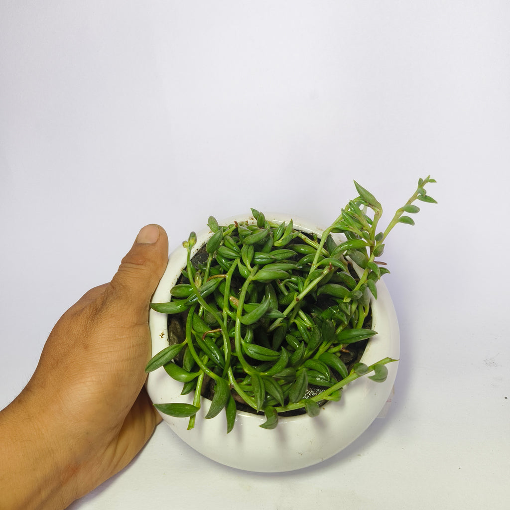 String of Bananas