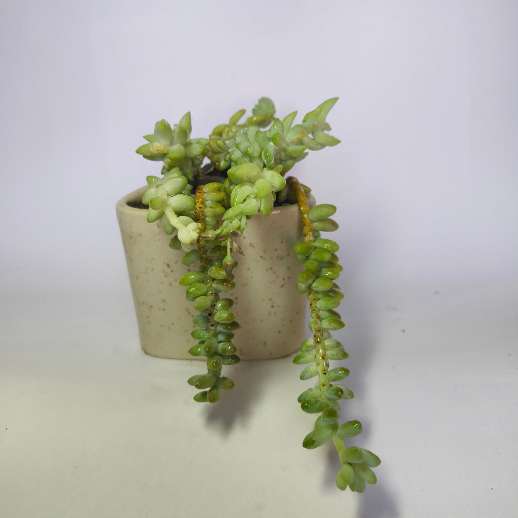 Burro’s Tail
