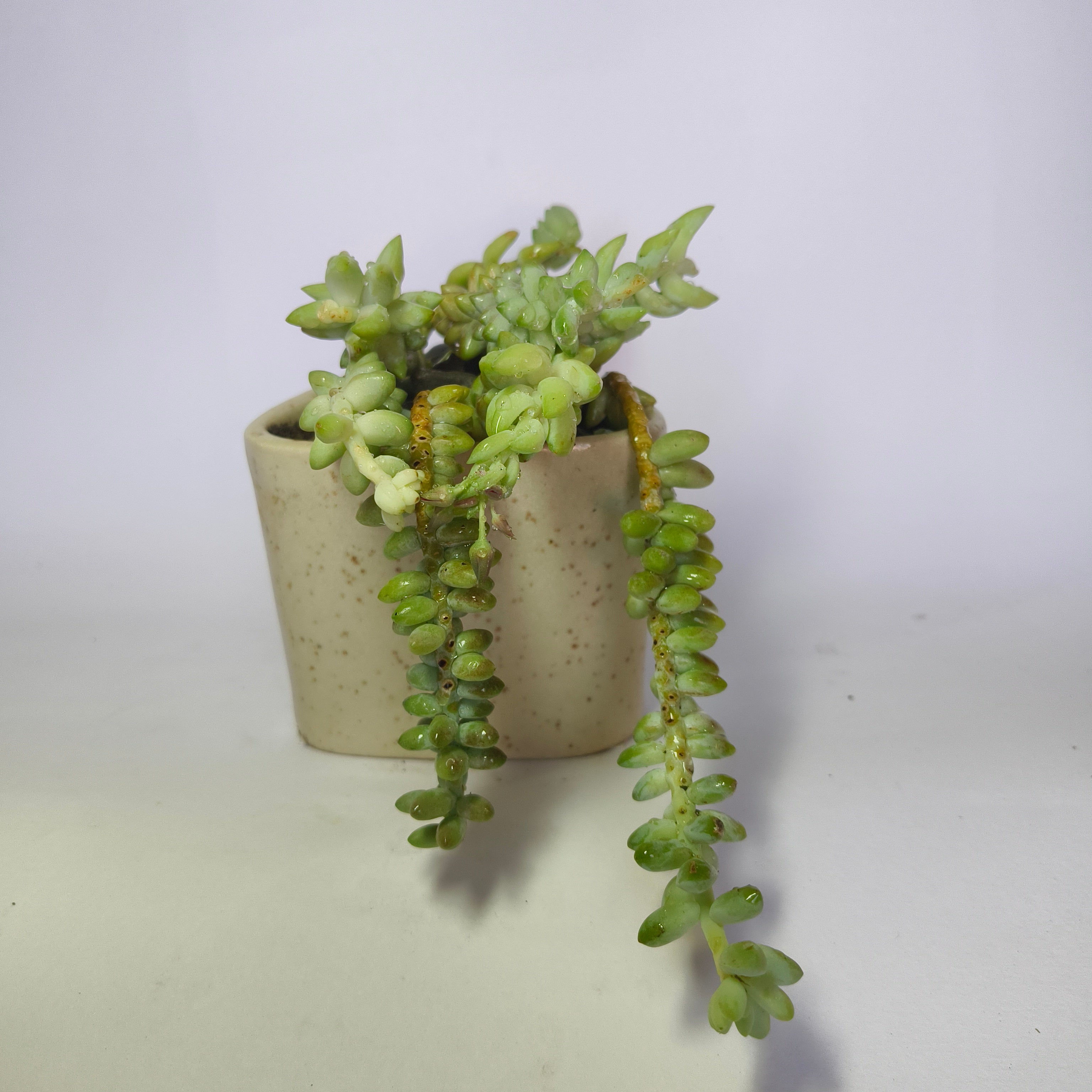Burro’s Tail