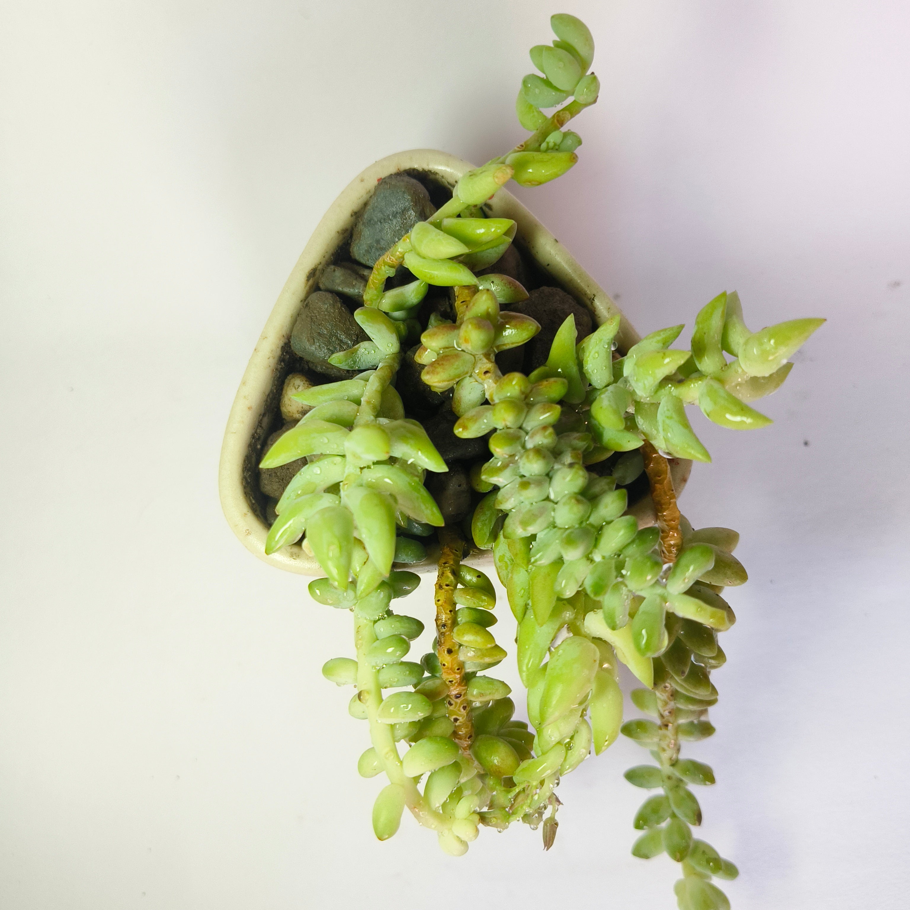 Burro’s Tail
