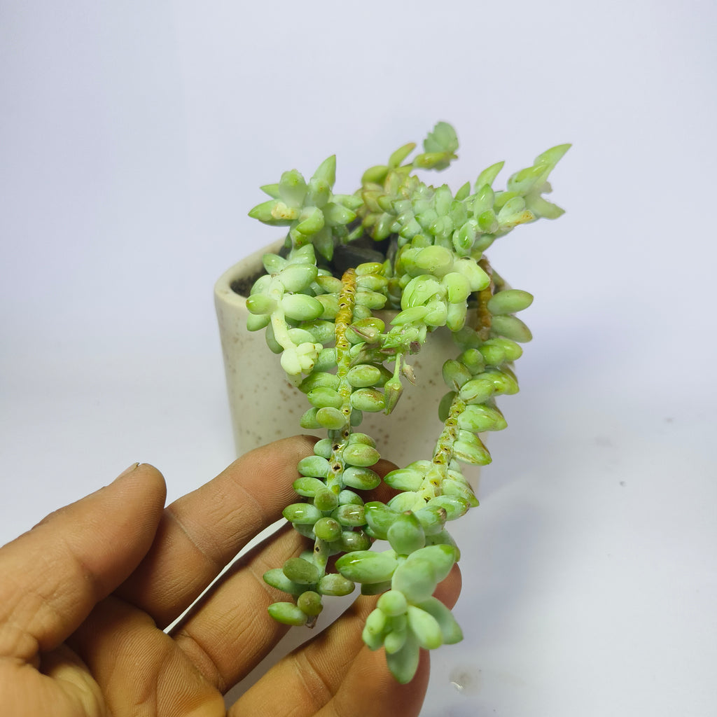 Burro’s Tail
