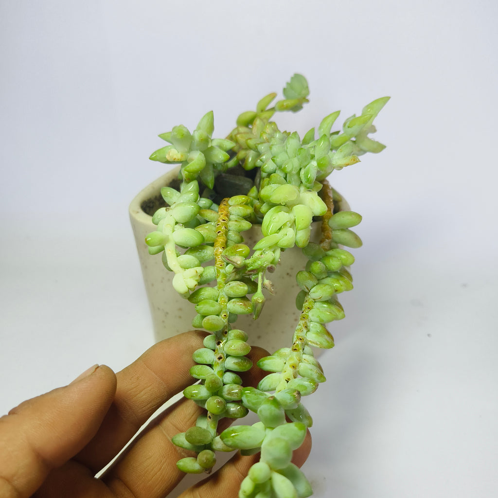 Burro’s Tail