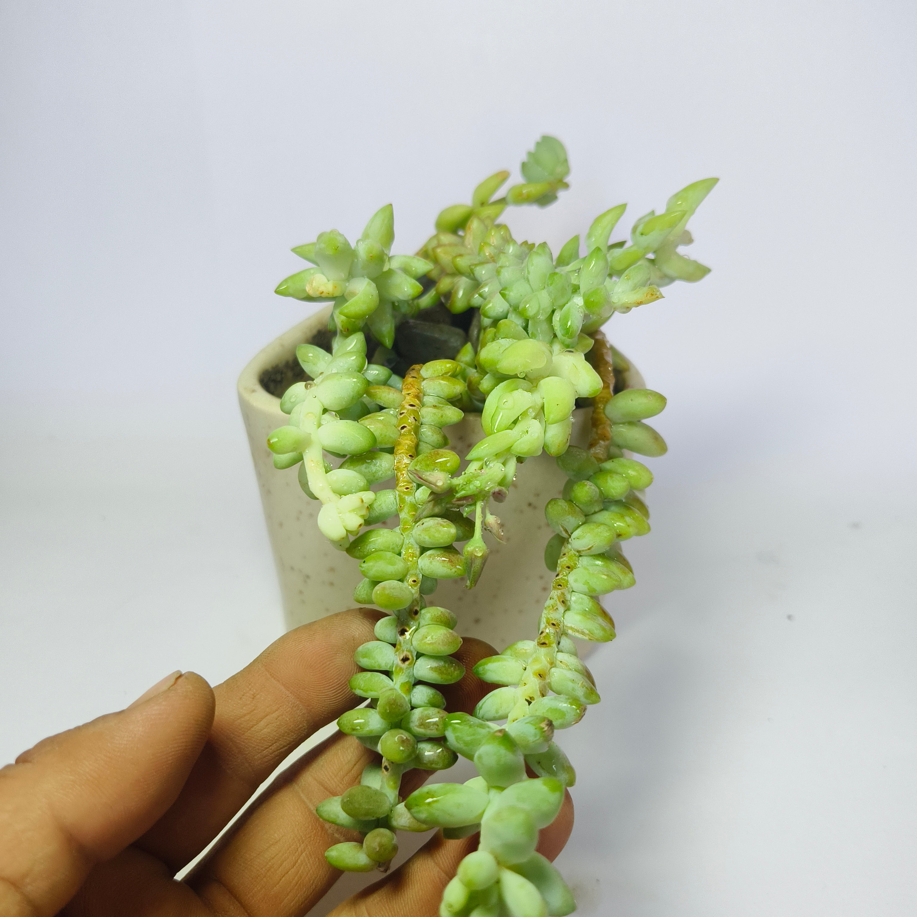 Burro’s Tail