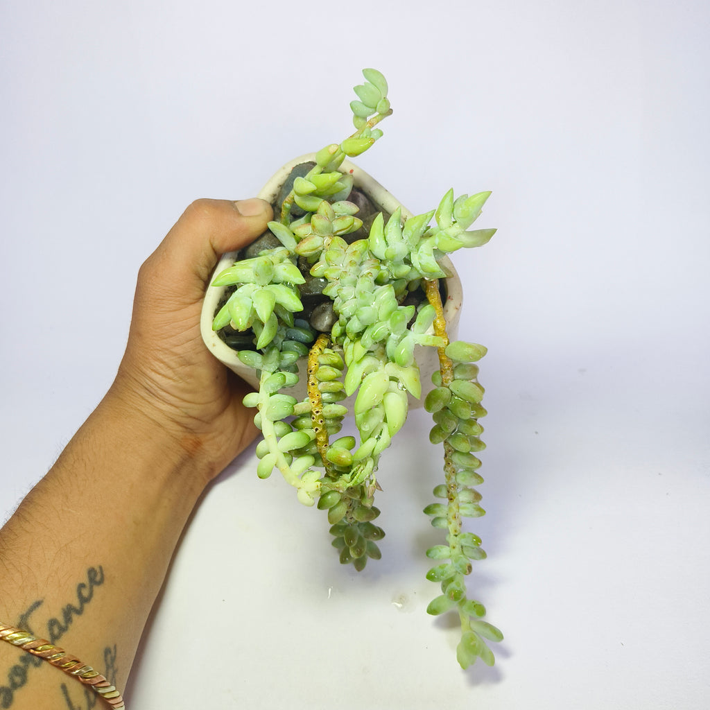 Burro’s Tail