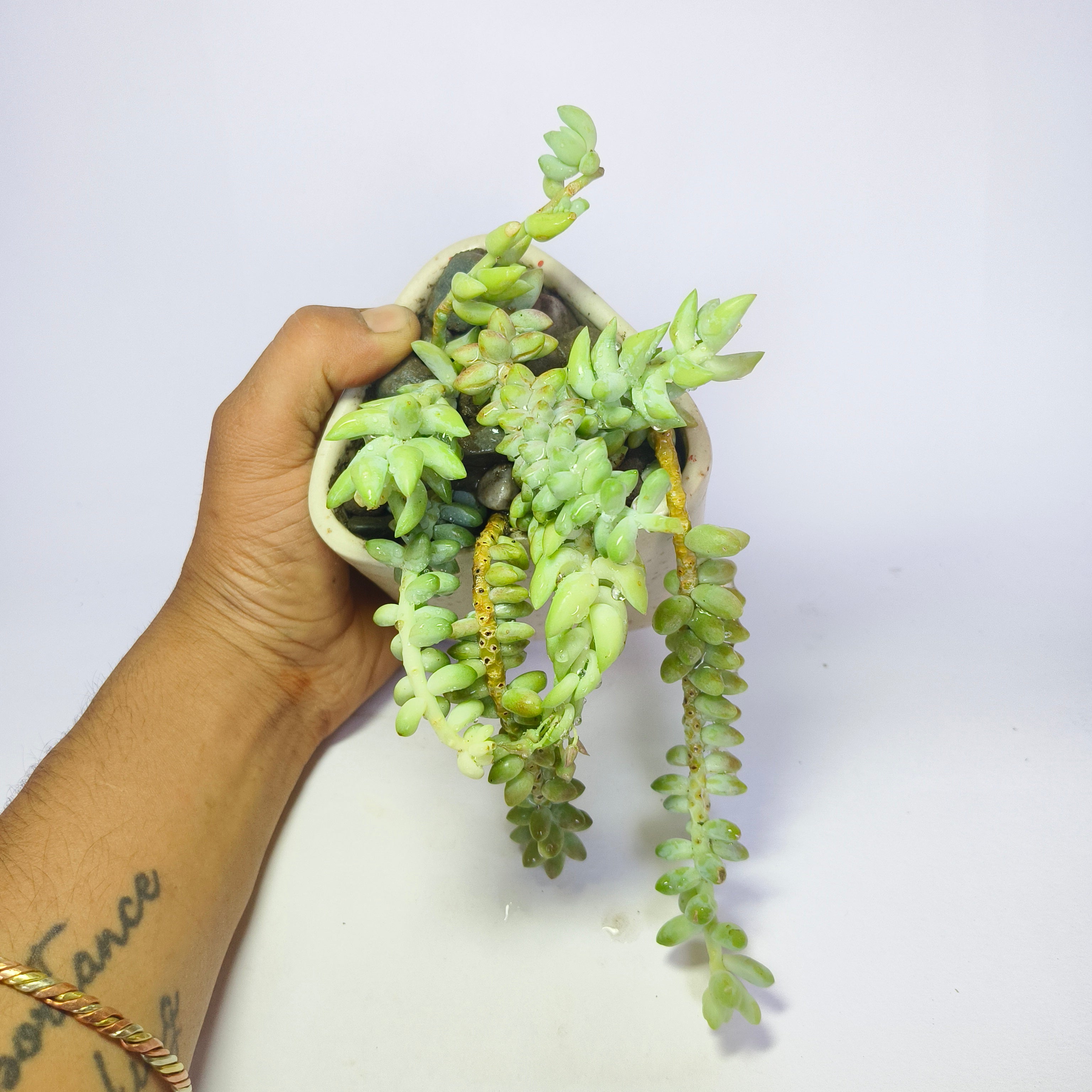 Burro’s Tail
