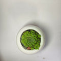 Hens and chicks