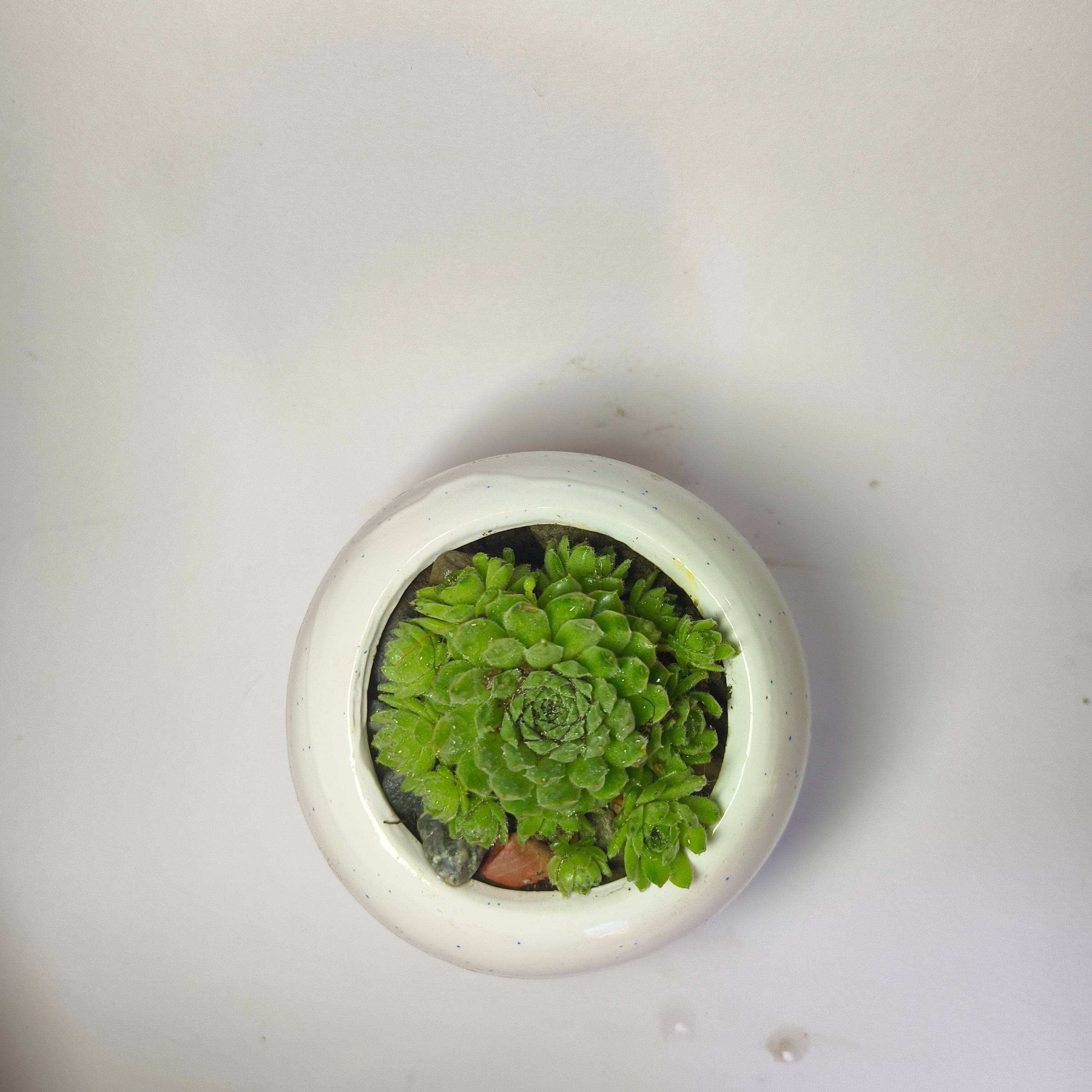 Hens and chicks