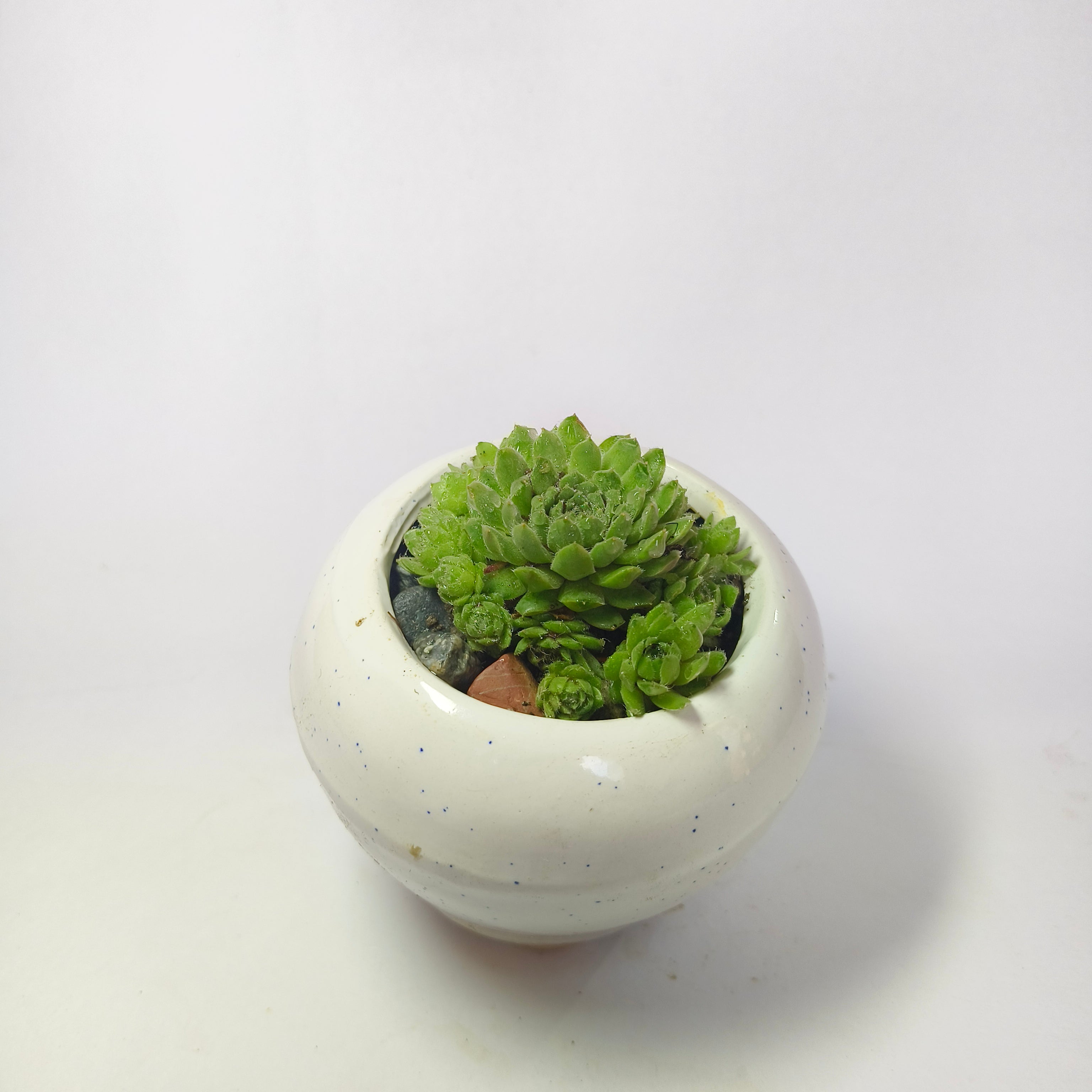 Hens and chicks