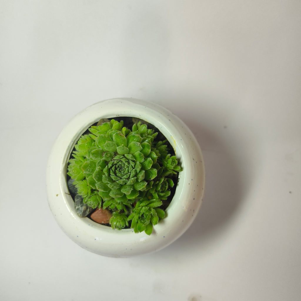 Hens and chicks