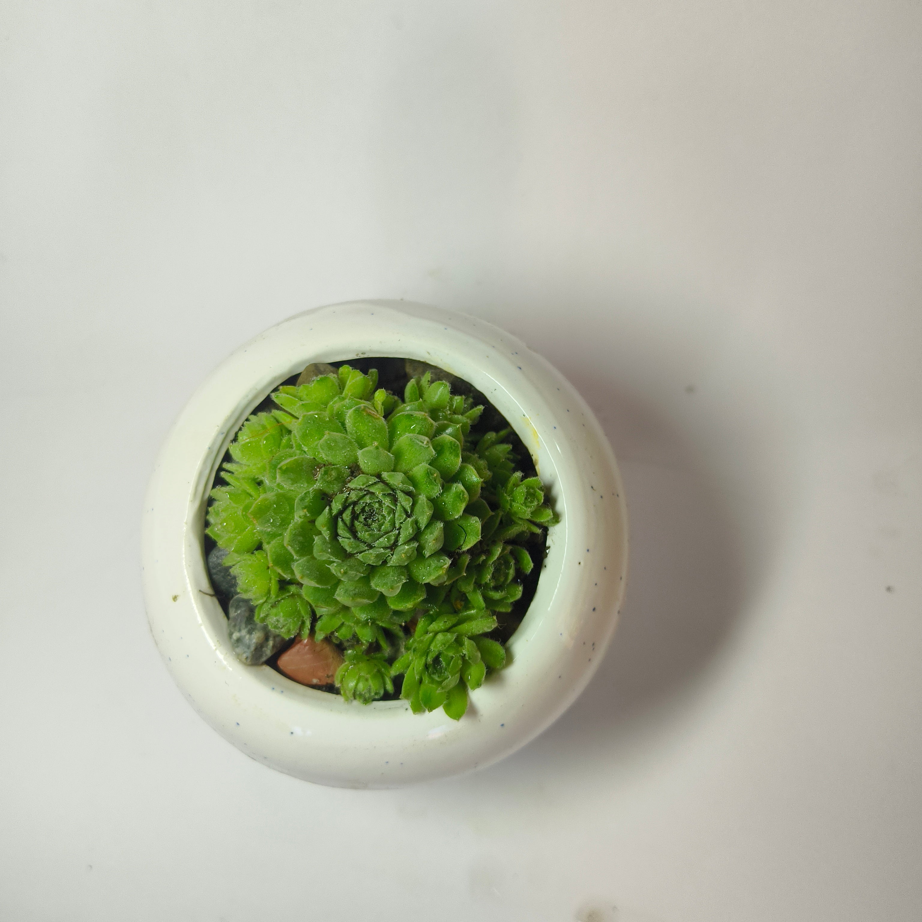 Hens and chicks