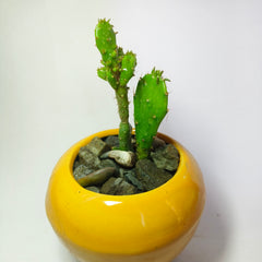 Maihueniopsis Cactus
