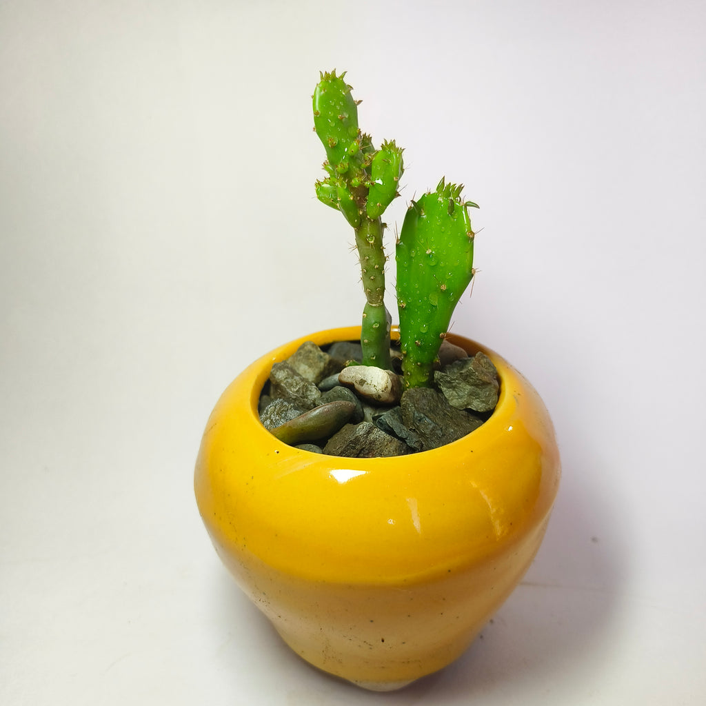 Maihueniopsis Cactus