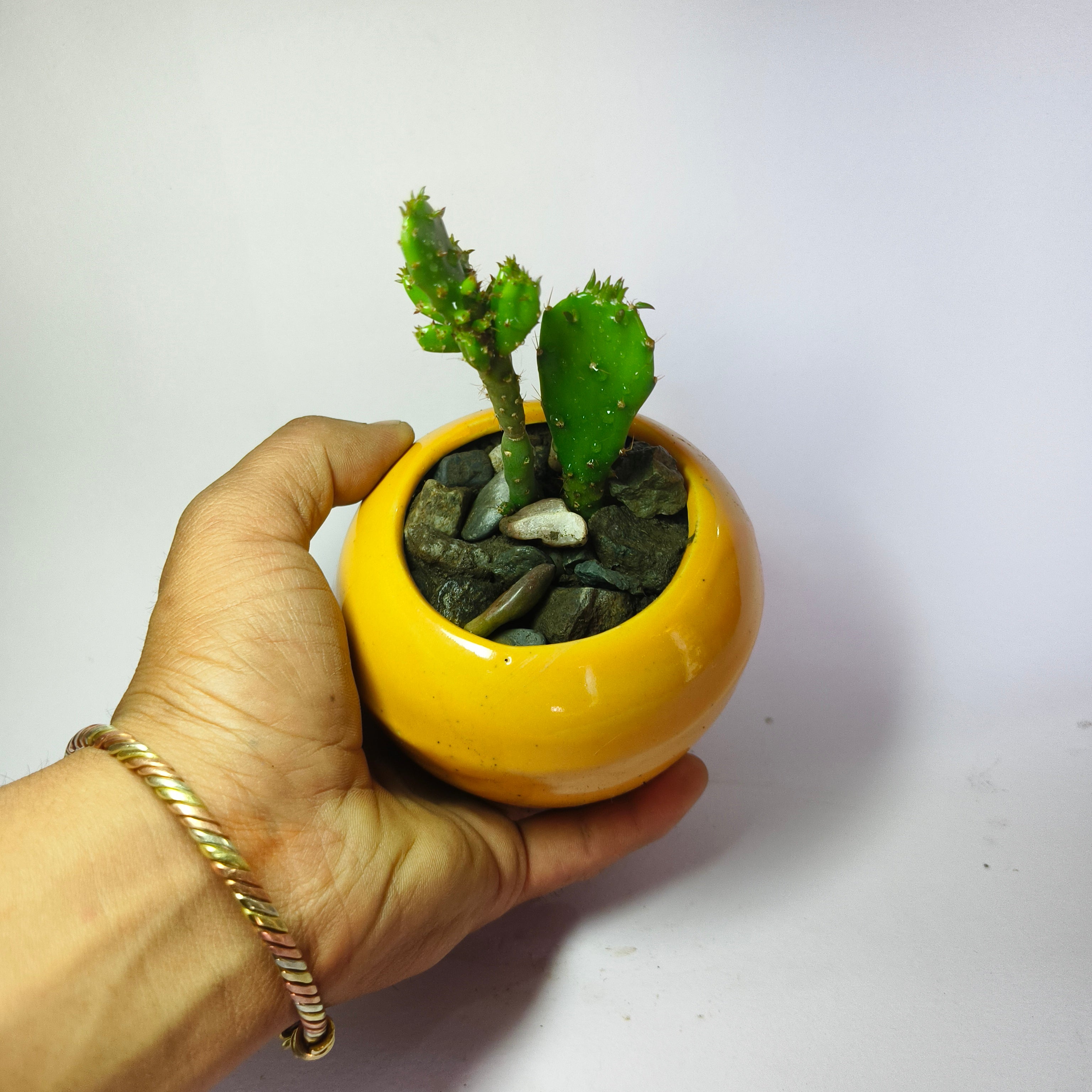 Maihueniopsis Cactus