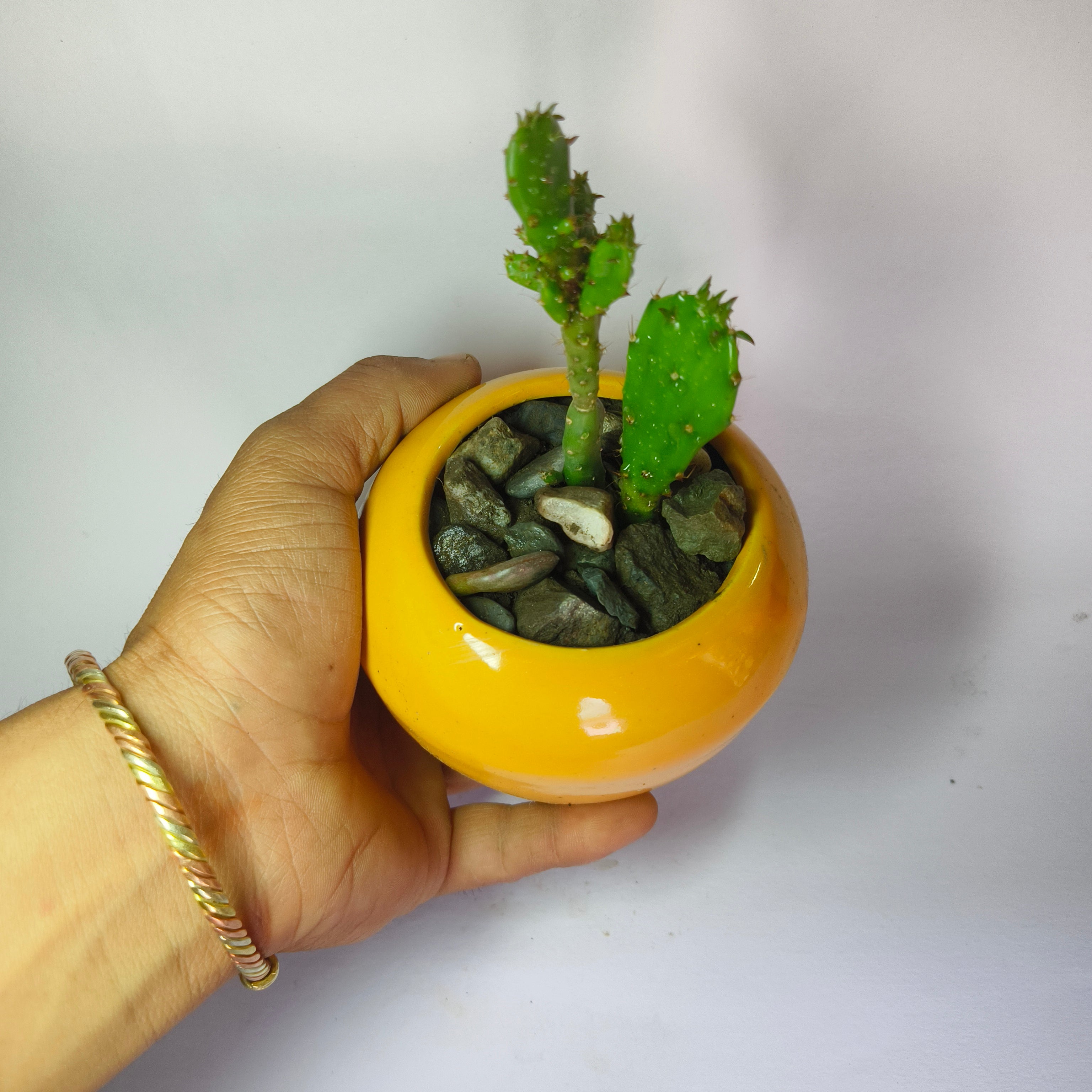 Maihueniopsis Cactus