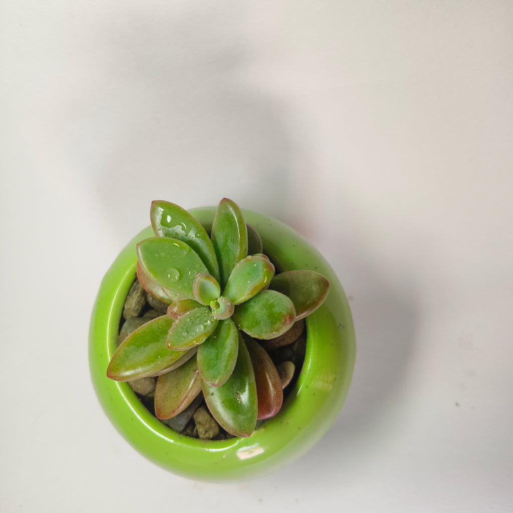 Graptopetalum
