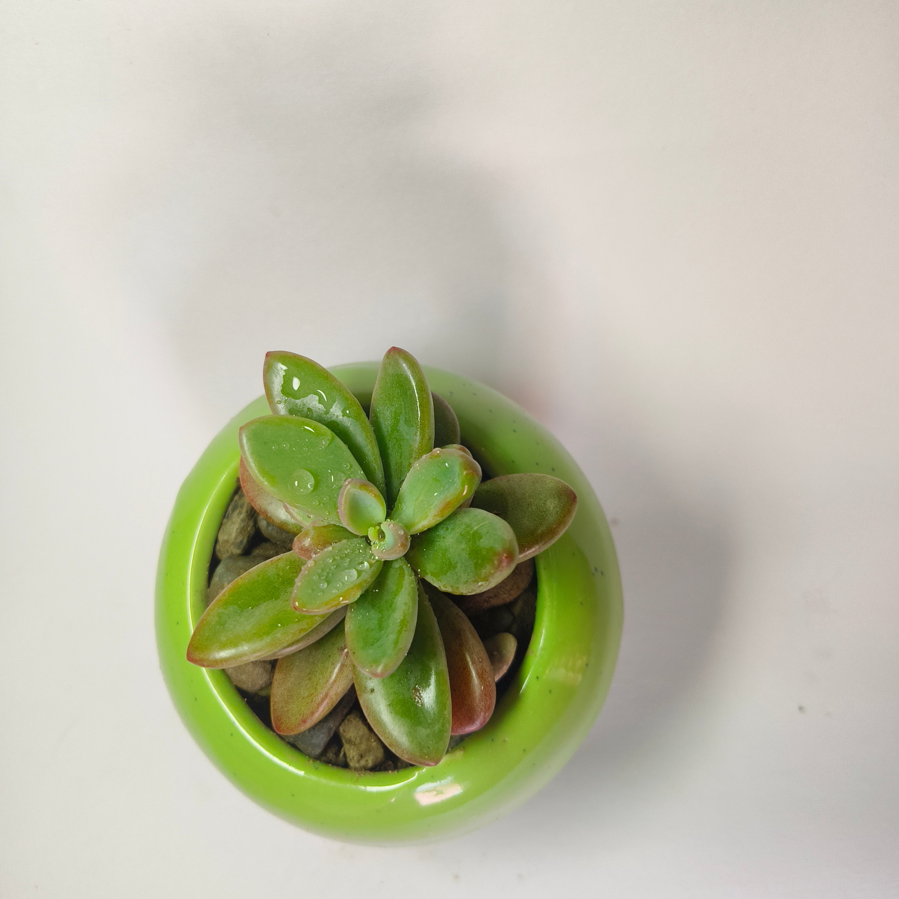 Graptopetalum