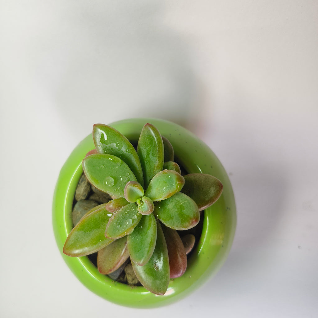 Graptopetalum