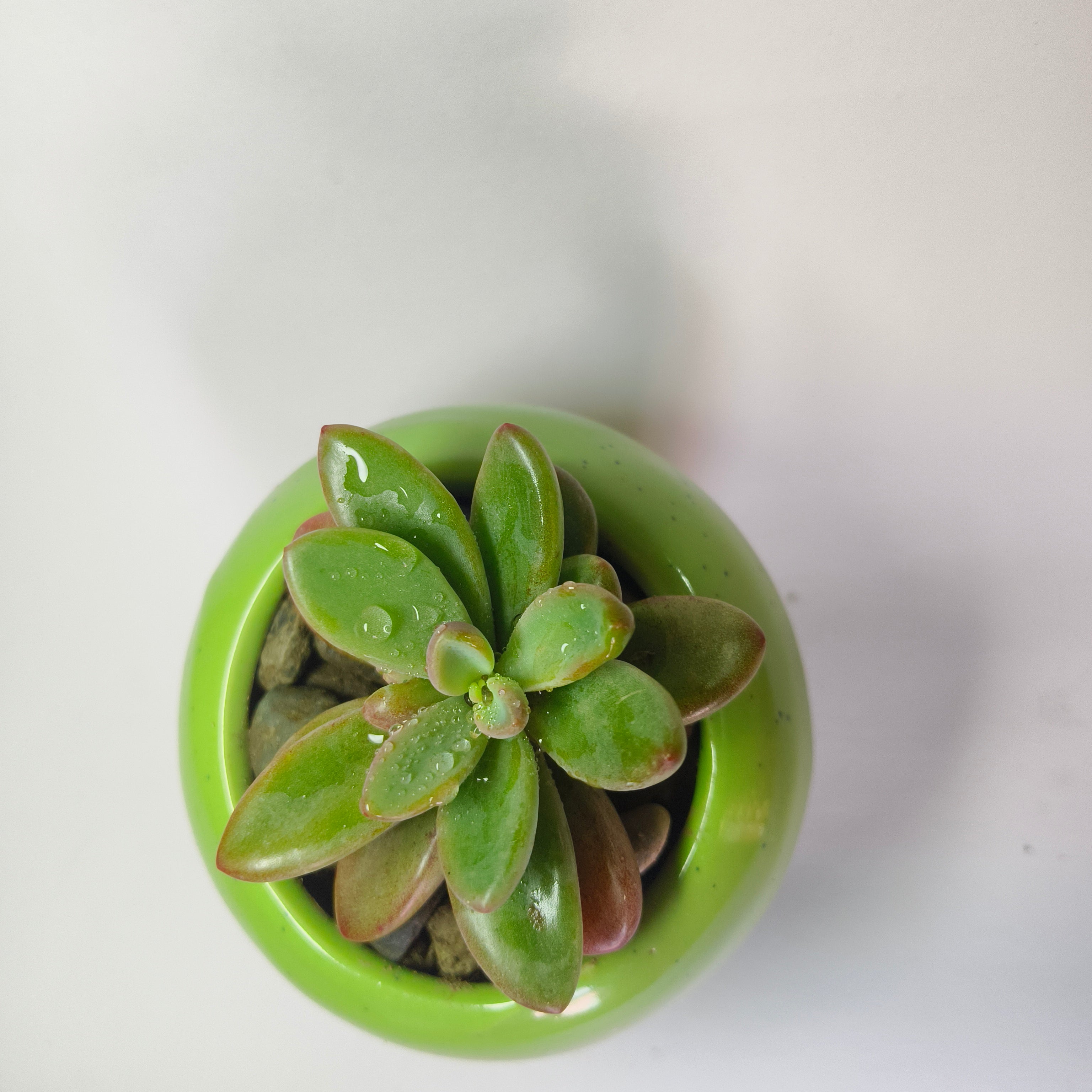 Graptopetalum