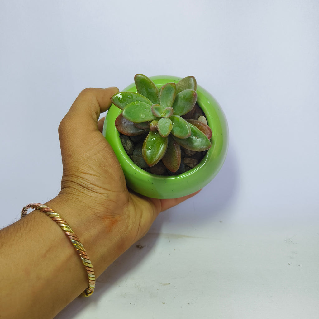 Graptopetalum
