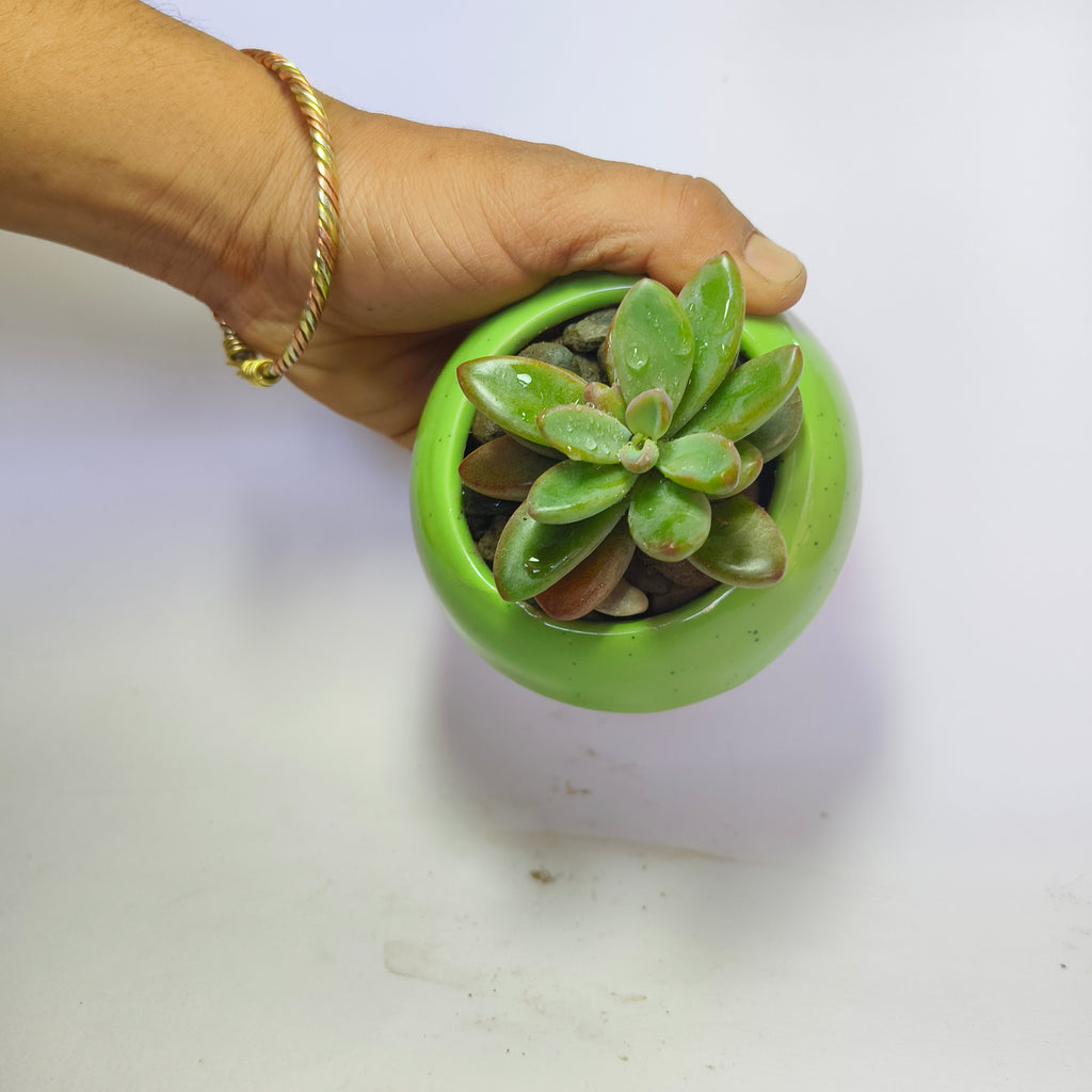 Graptopetalum