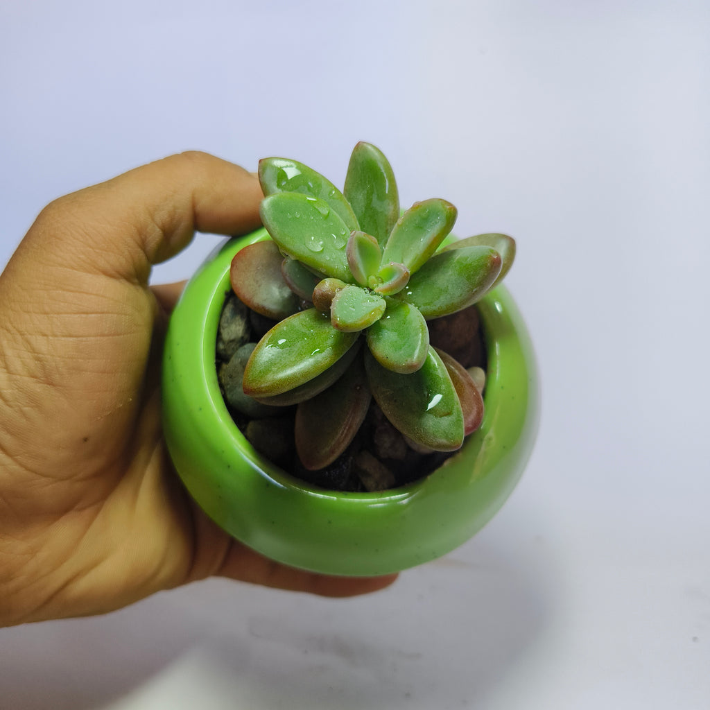 Graptopetalum