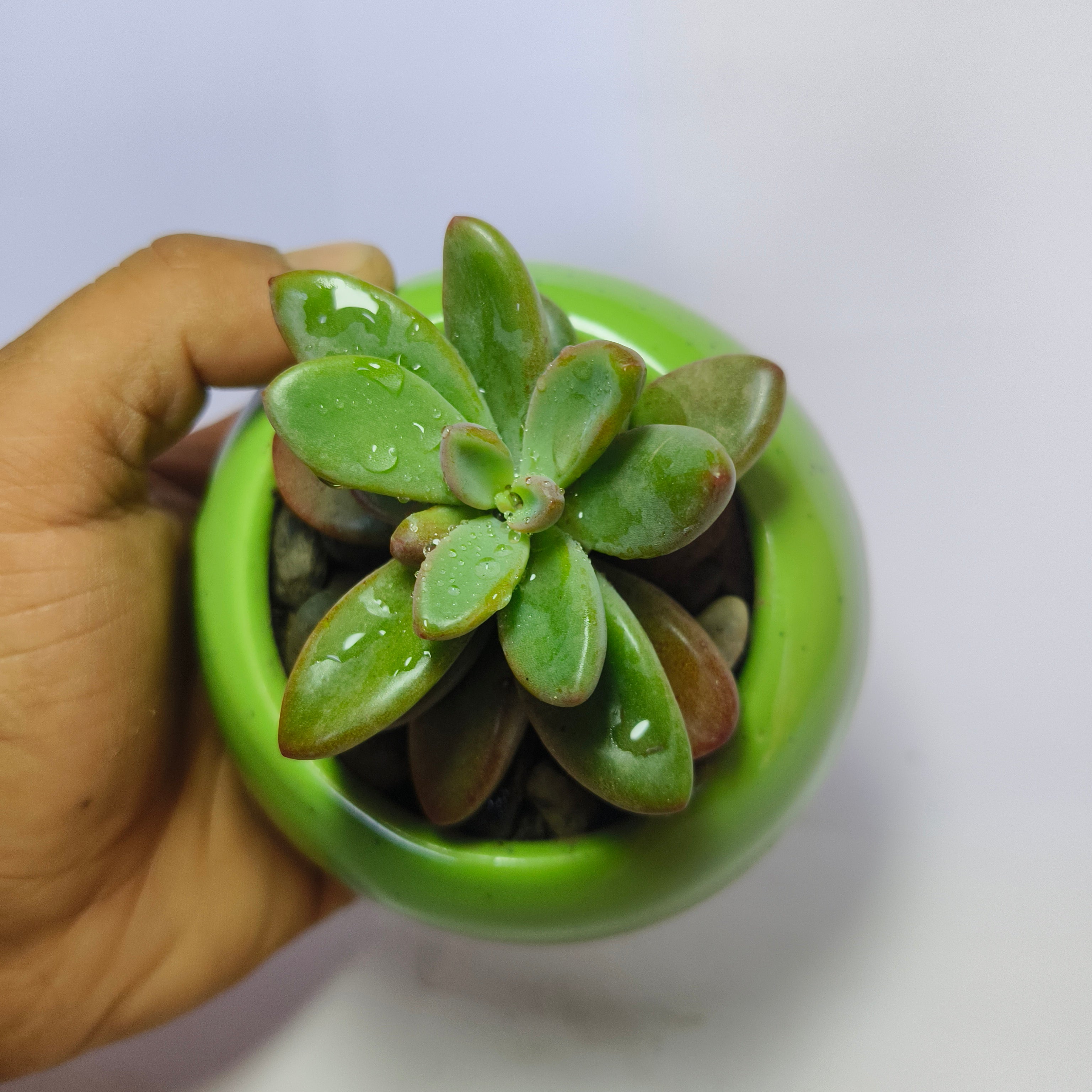 Graptopetalum