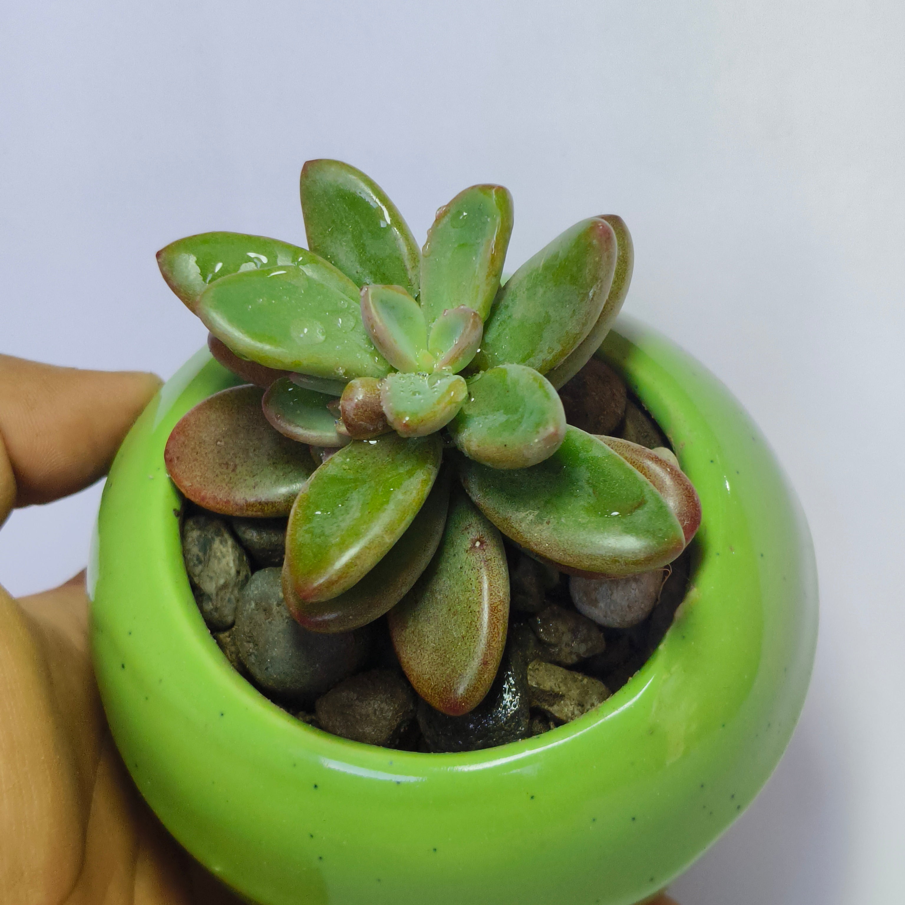 Graptopetalum