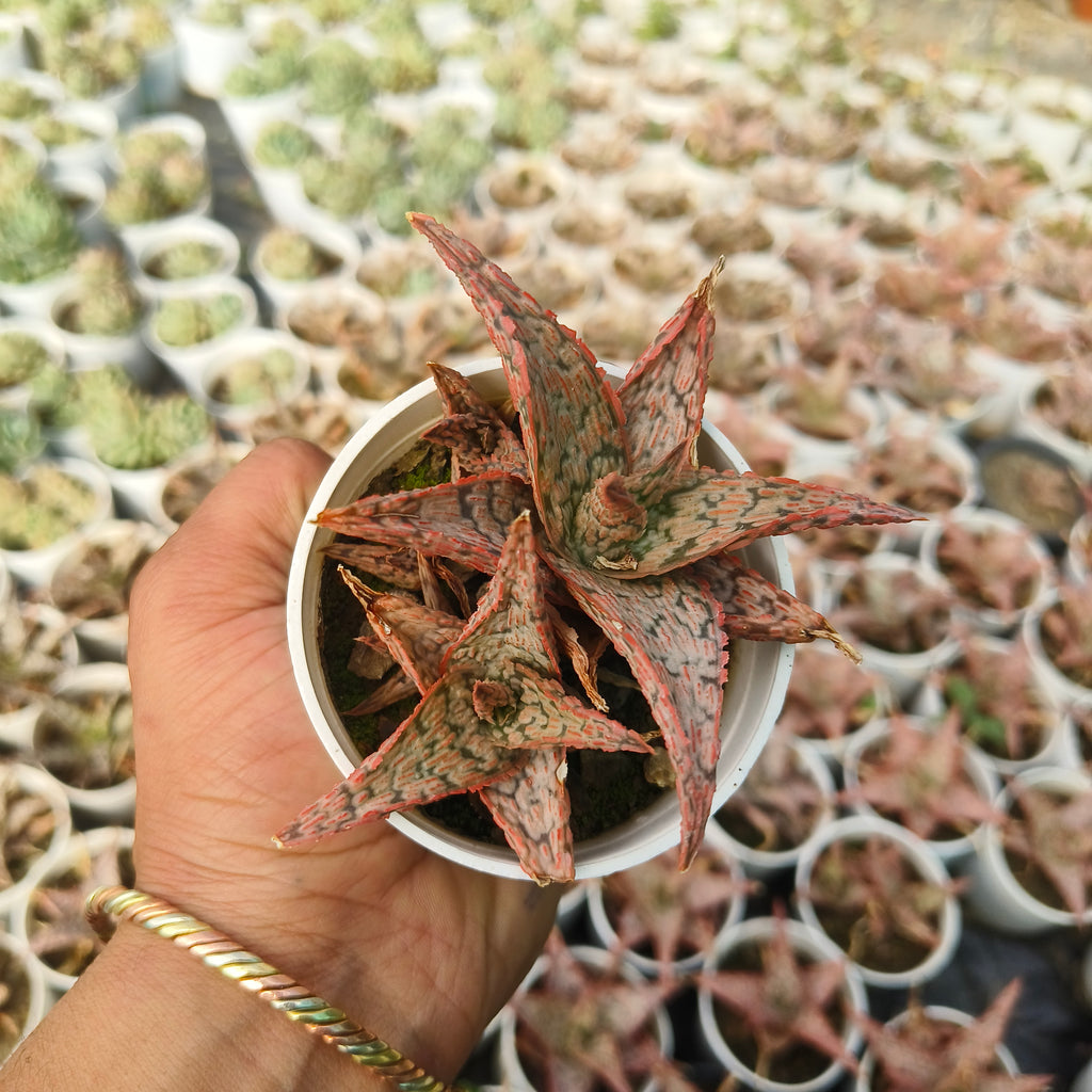 aloe christmas carol